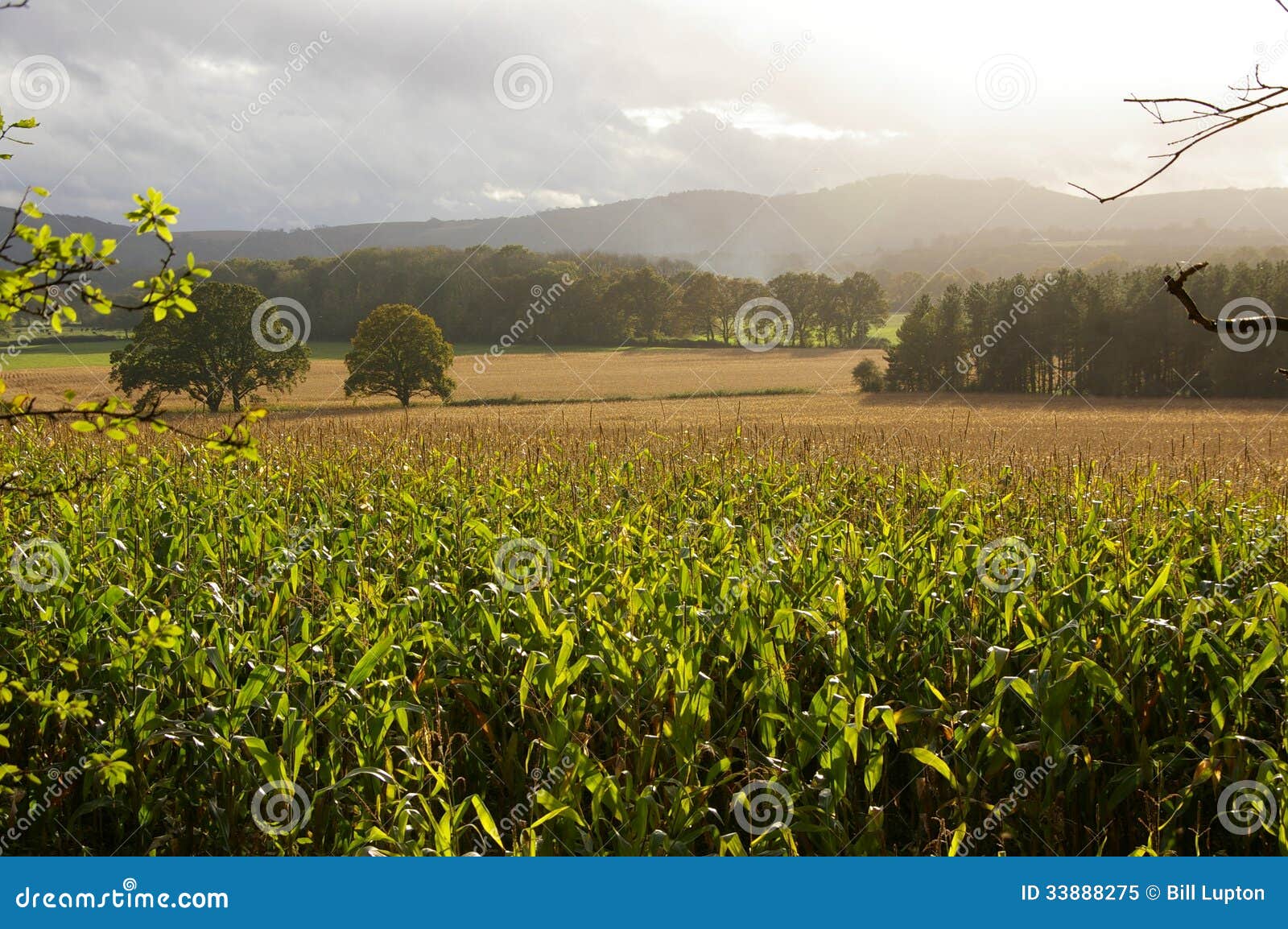 Maize Corn Valley Landscape Stock Image Image of landscape, green