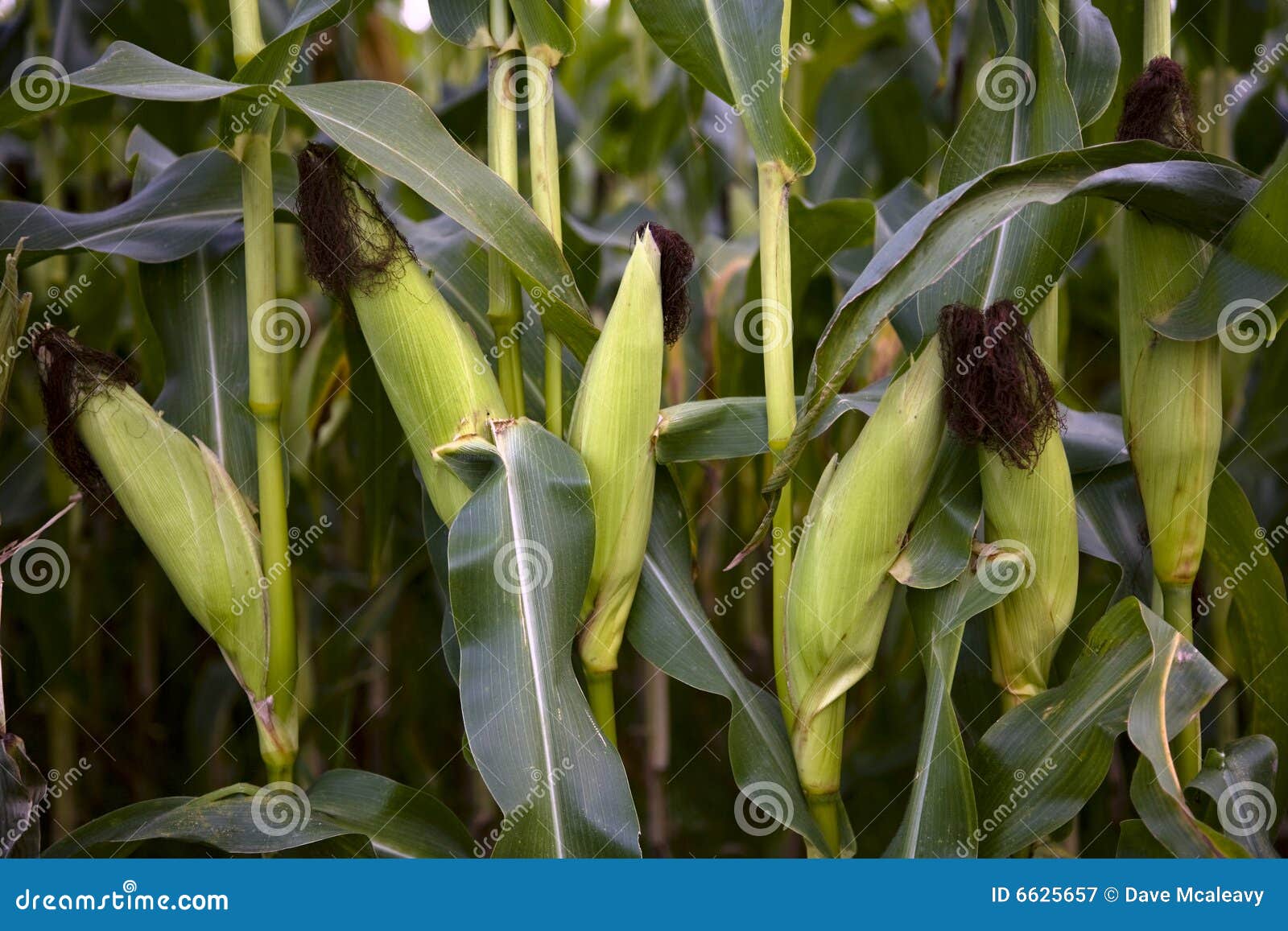 Maize Crop stock image. Image of growing, farming, food 6625657