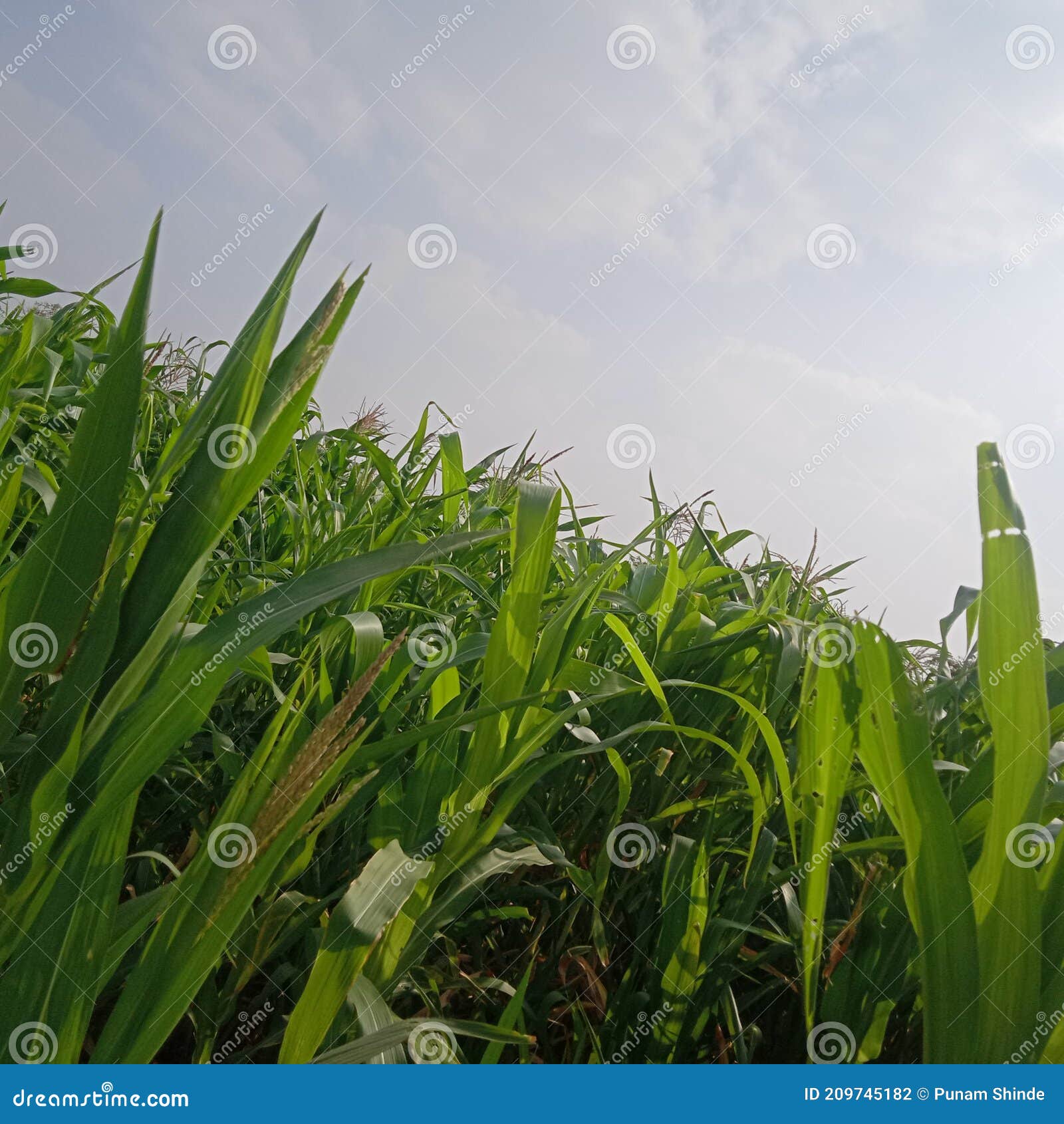 Maize Cultivation in Maharashtra. Stock Photo Image of lawn, nature 209745182