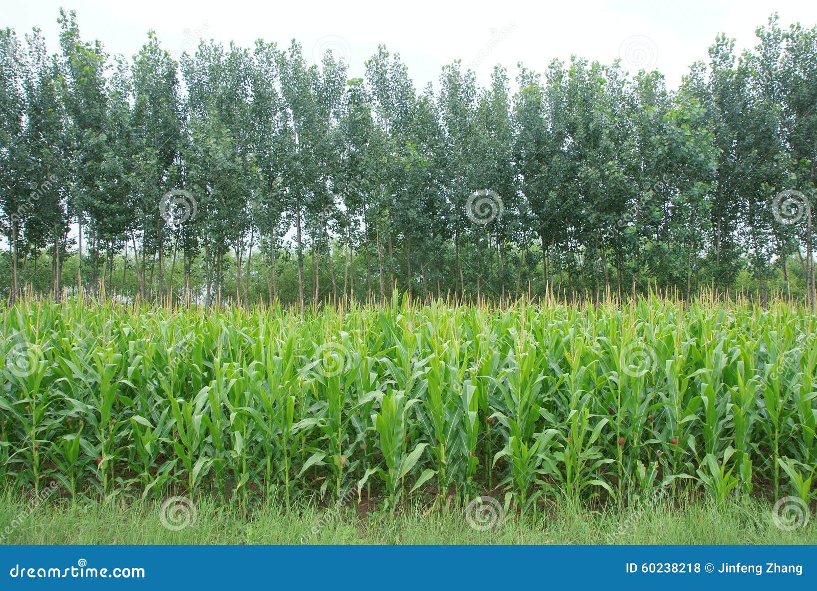 maize field and poplars