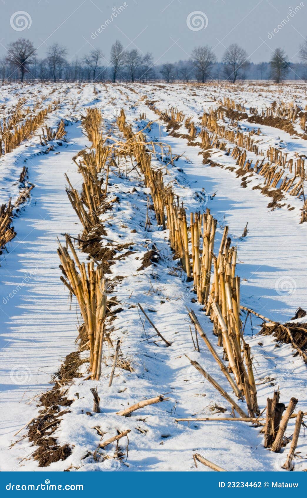 Maize field in winter stock photo. Image of field, sweetcorn 23234462