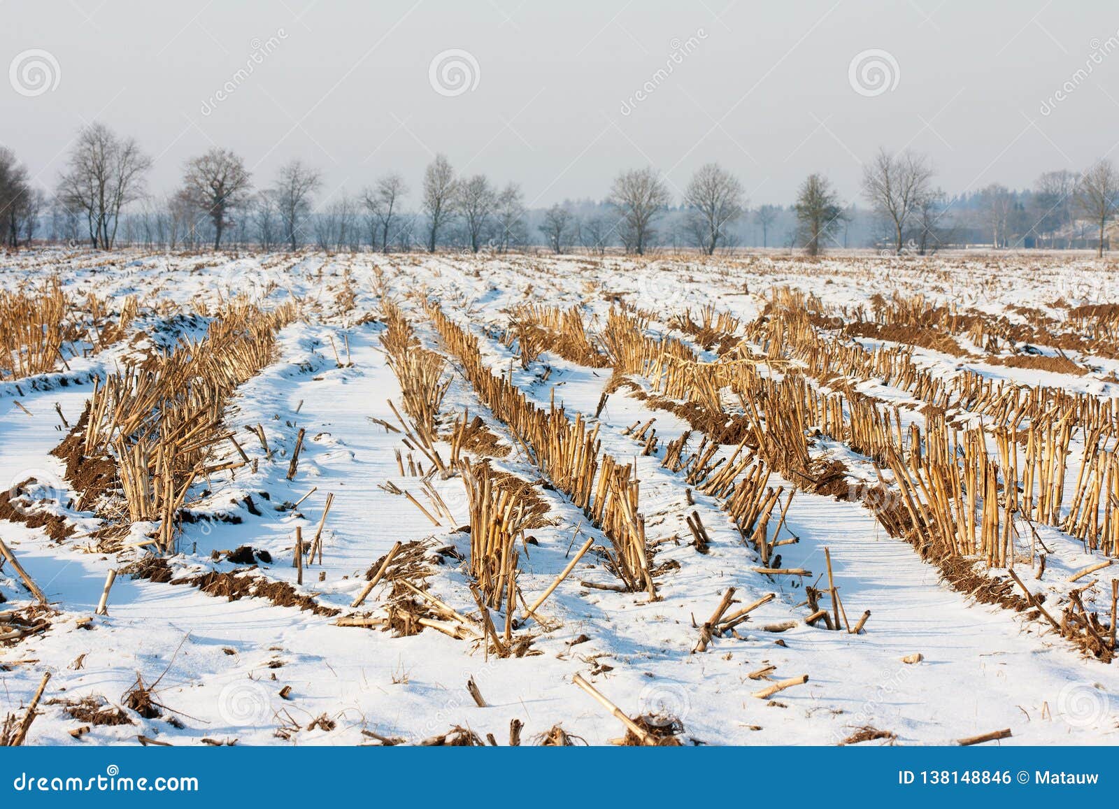 Maize Field Winter Stock Images Download 461 Royalty Free Photos