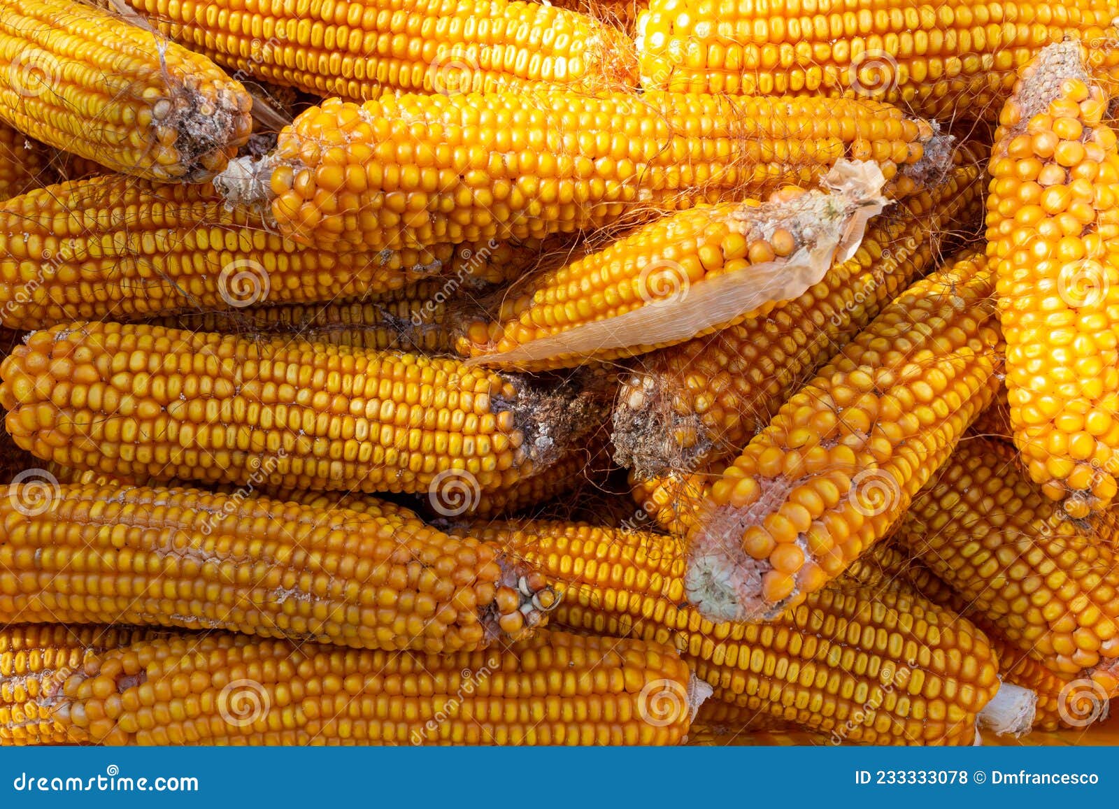 Maize for Flour and Animal Feed Stock Photo - Image of flour, leaf: 233333078 Maize for Flour and Animal Feed Stock Photo - Image of flour, leaf: 233333078