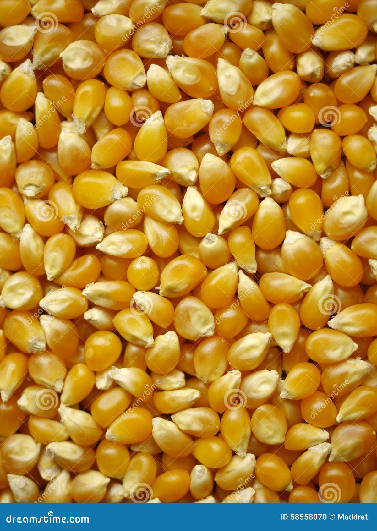 Maize grains background stock photo. Image of seed, plant 58558070