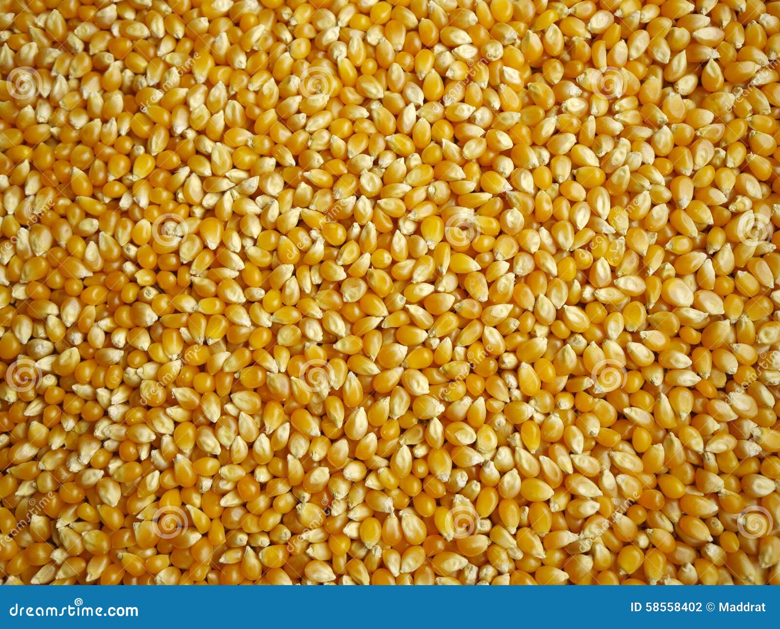 Maize grains background stock photo. Image of kernel 58558402
