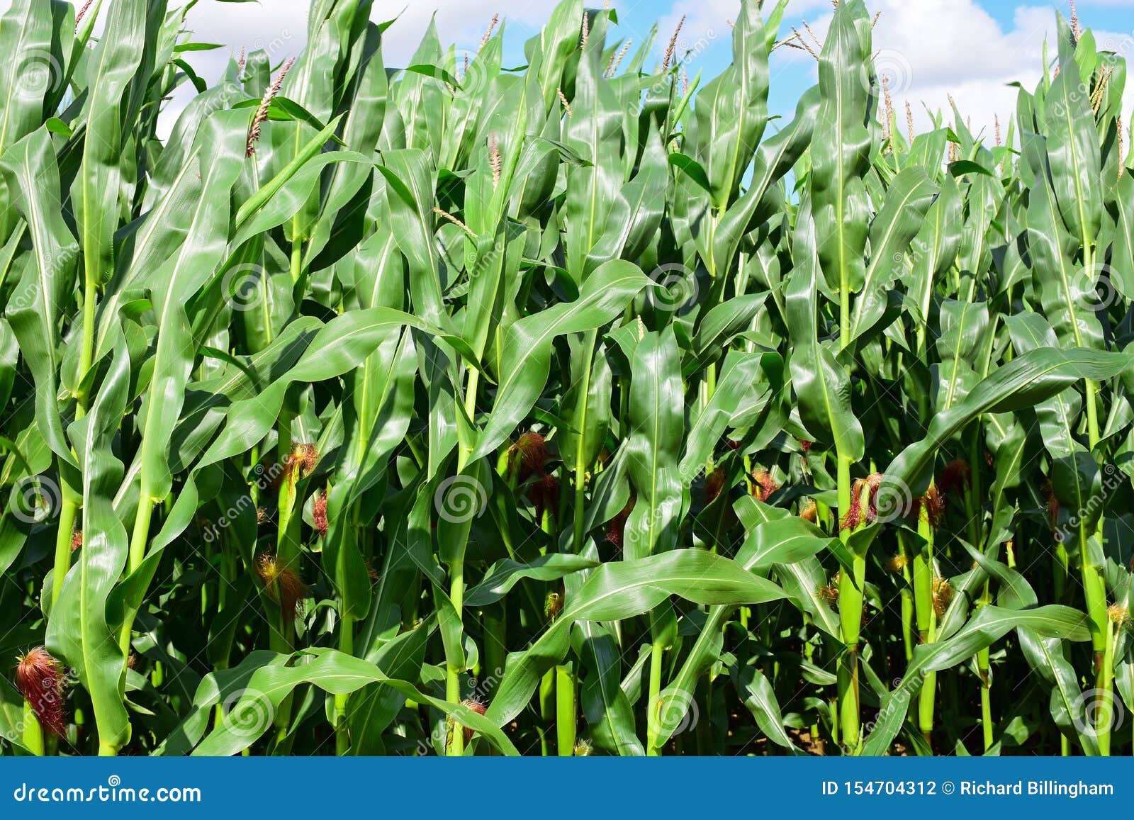 Maize Growing in Field, Norfolk, England Stock Photo Image of england