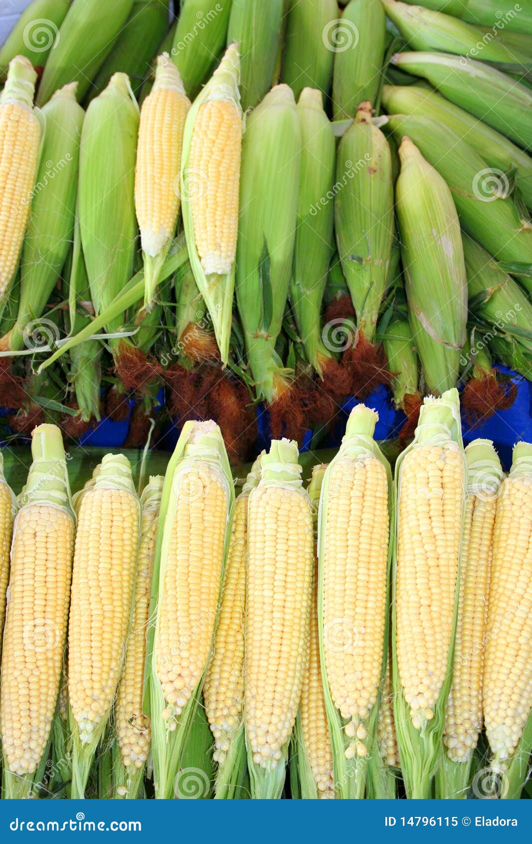 Maize at market stock image. Image of fruit, vegetable 14796115