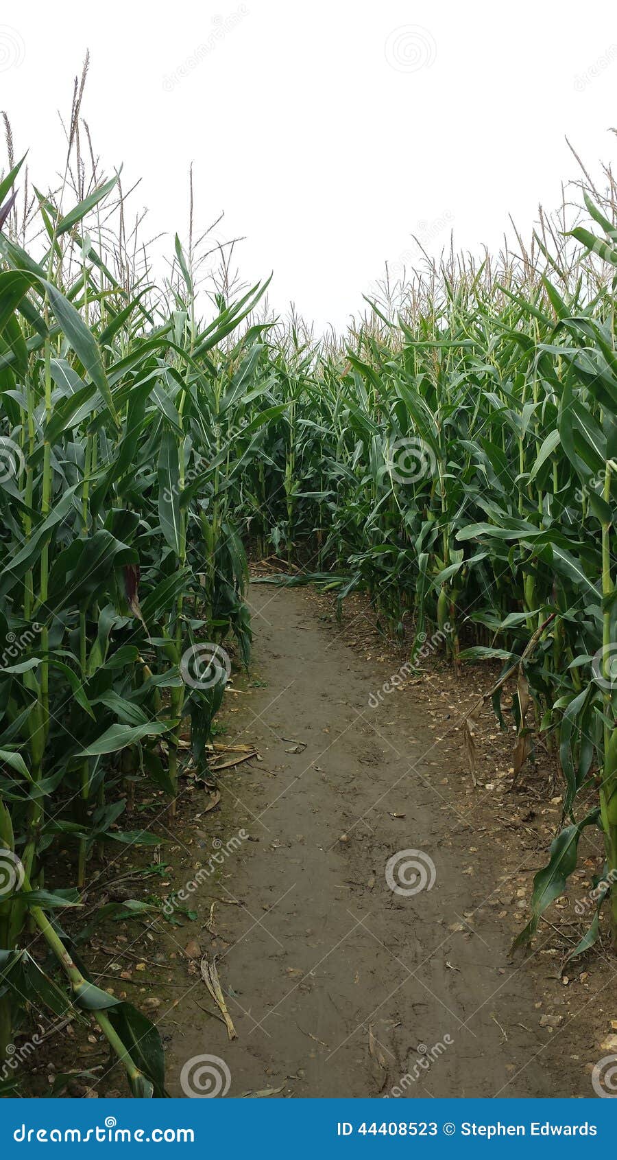Maize maze stock image. Image of high, maze, maize, inside 44408523