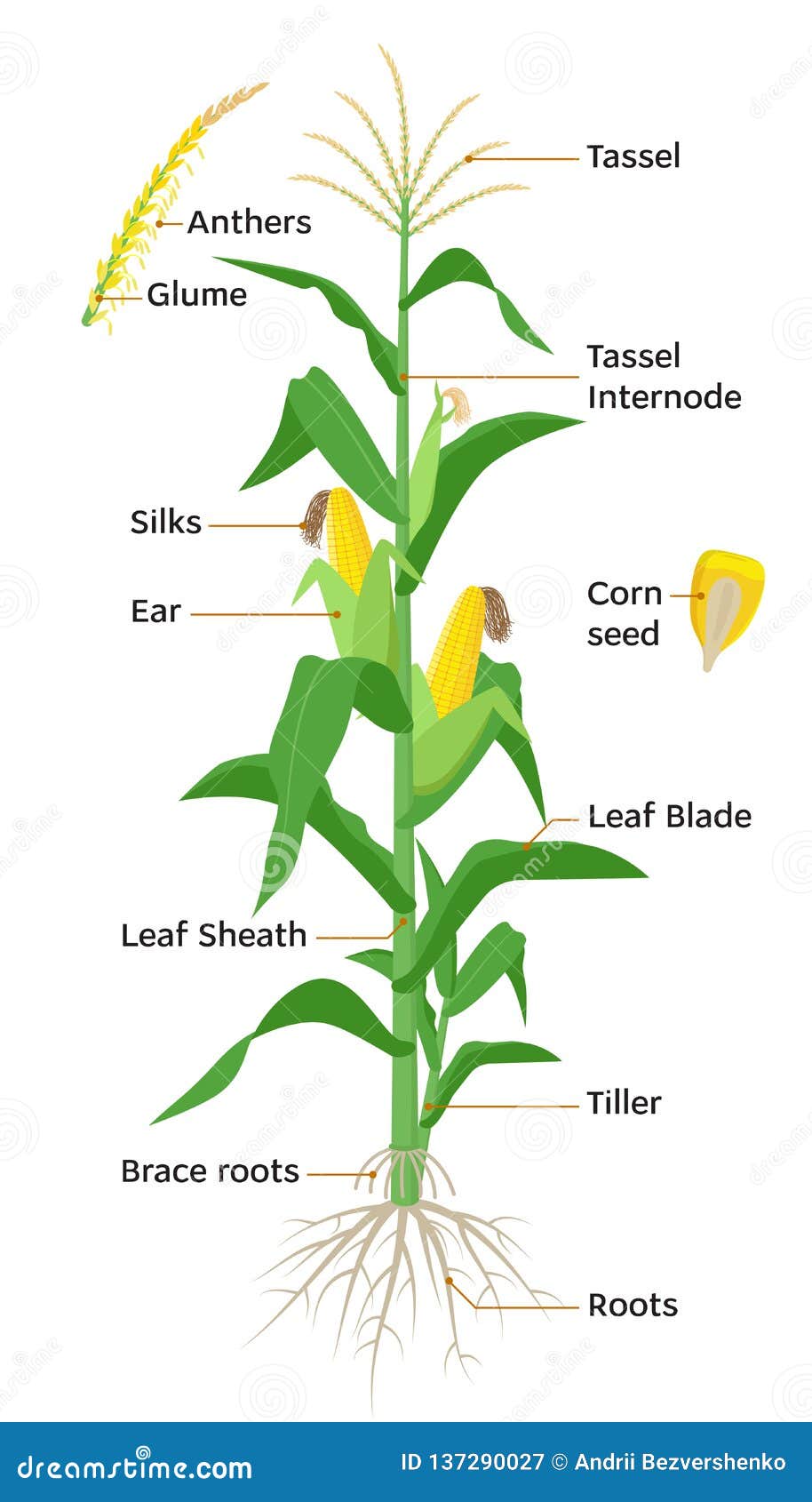 maize plant diagram, infographic s with the parts of corn plant, anthers, tassel, corn ears, cobs, roots, stalks