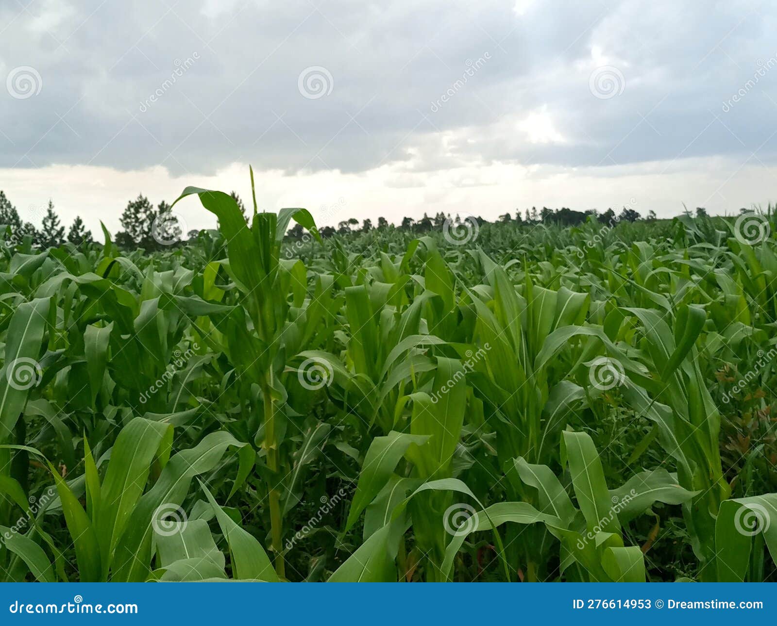 Maize plantation in Uganda stock image. Image of green 276614953