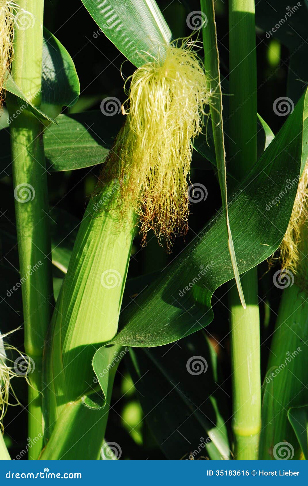 Maize plants female stock photo. Image of agriculture 35183616