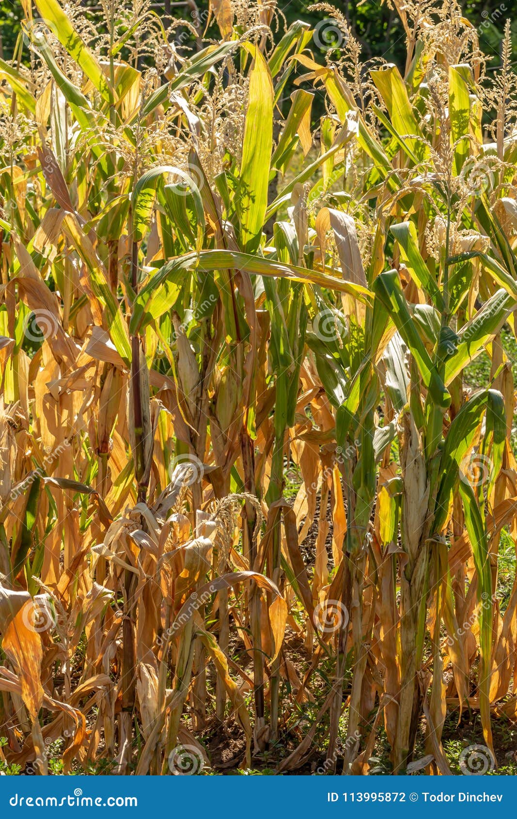 Maize Plants Zea Mays Stock Photo Image Of Grilled 113995872