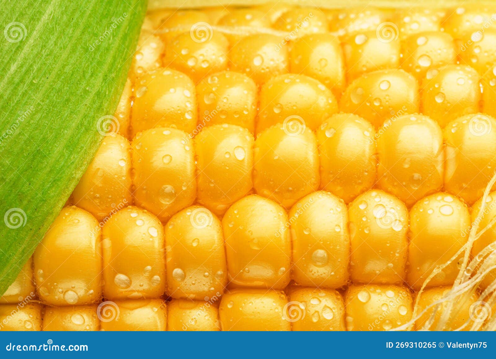 Maize Seeds in Corn Cob Covered with Small Water Drops. Macro Shot