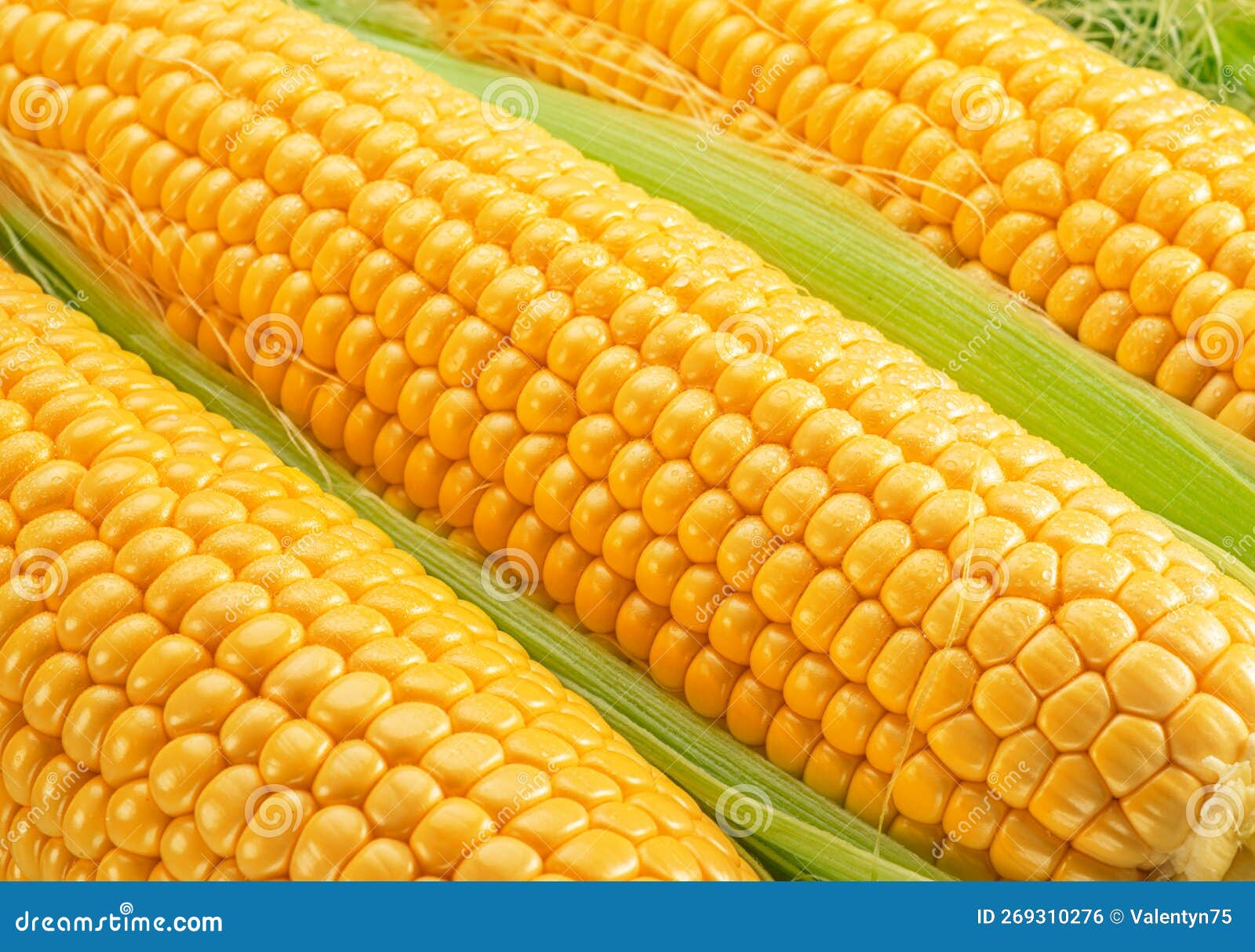 Maize Seeds in Corn Cob Covered with Small Water Drops. Macro Shot