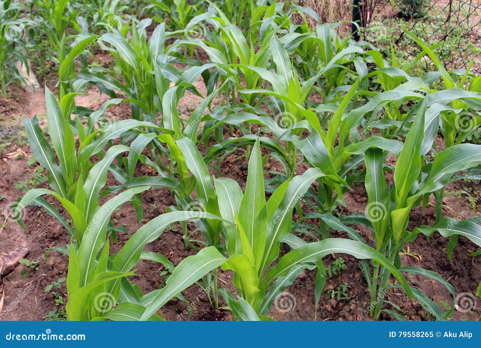 How a Corn Plant Develops
