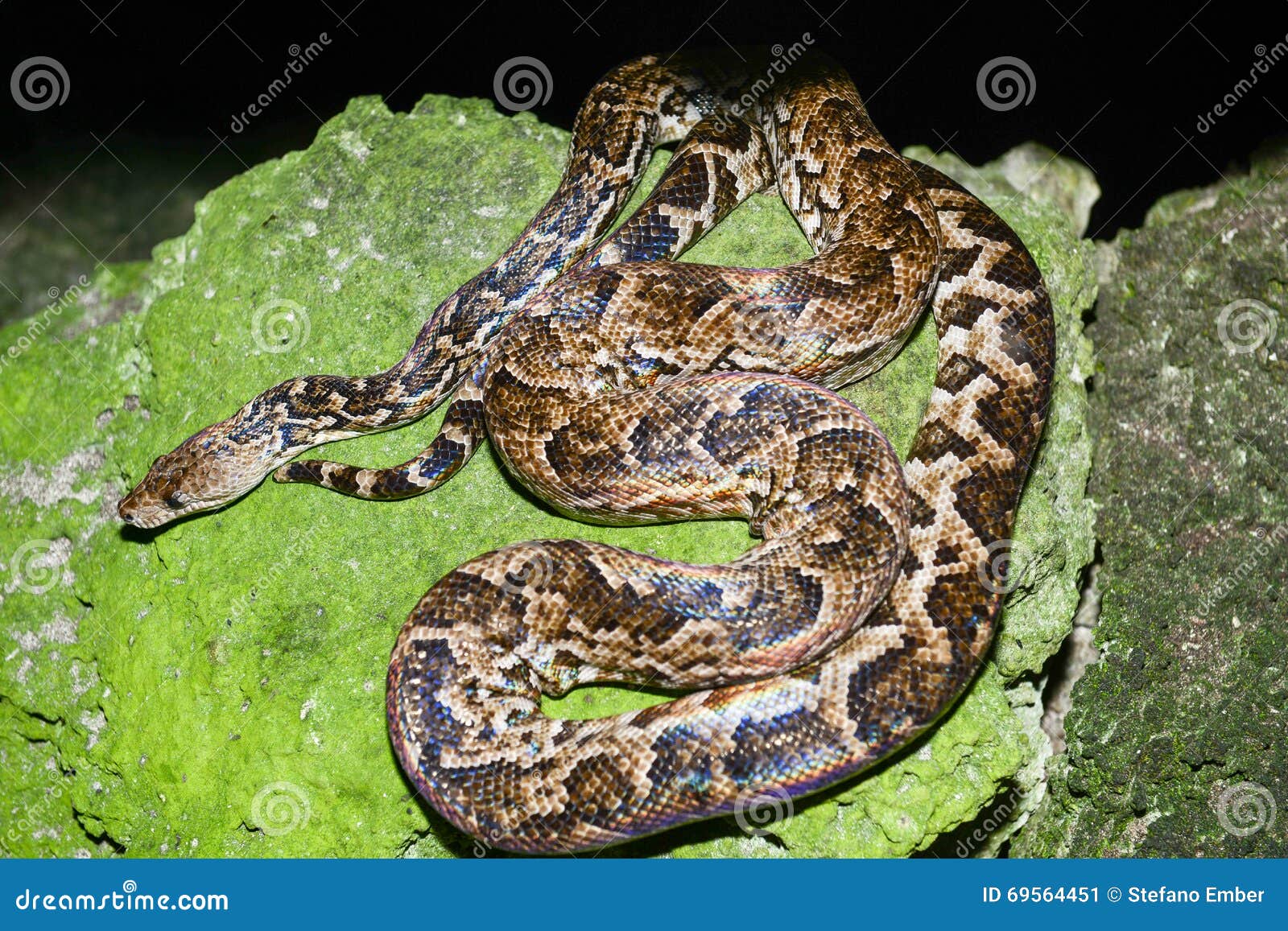 maja de santamaria snake on the forest of giron