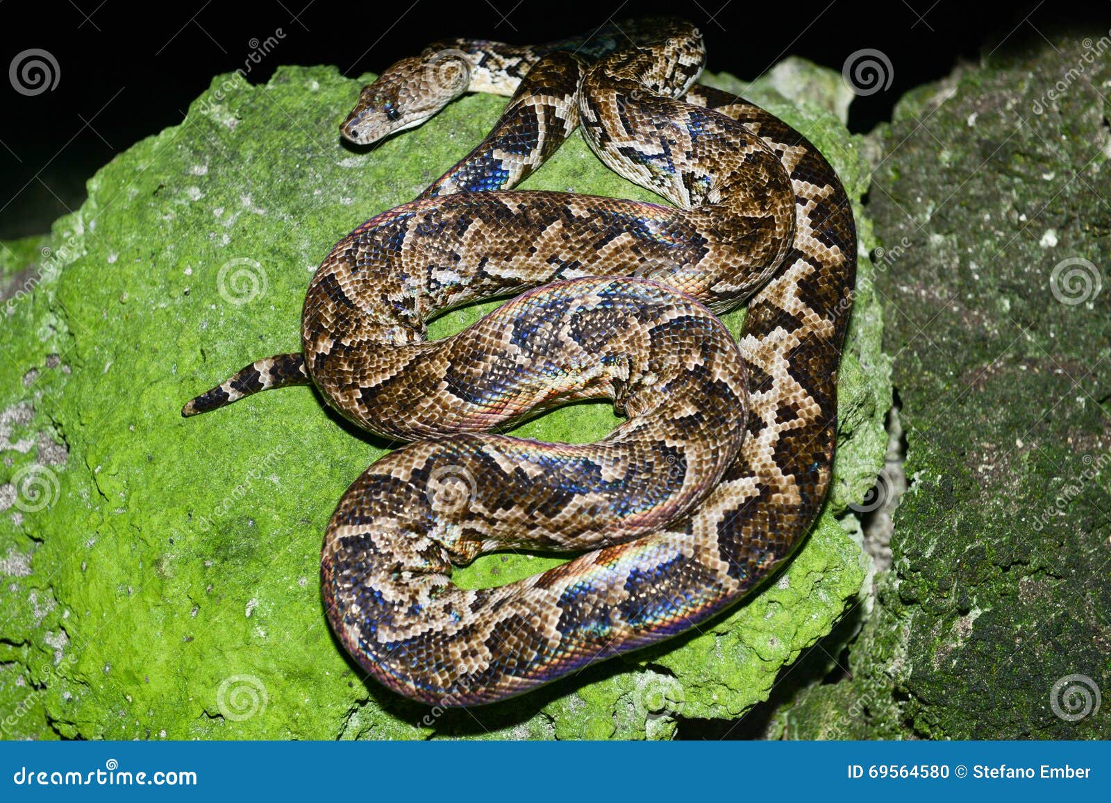 maja de santamaria snake on the forest of giron