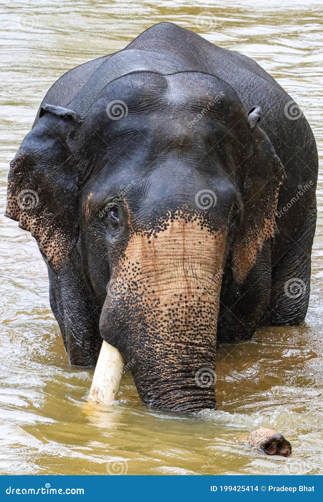 The only majestic animal stock photo. Image of animal - 199425414