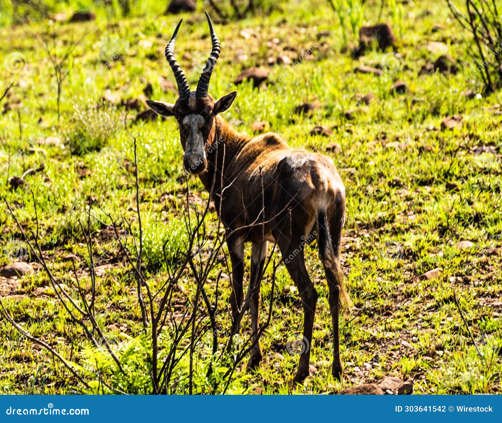 An Animal That Is Standing In The Grass With Long Horns South Africa