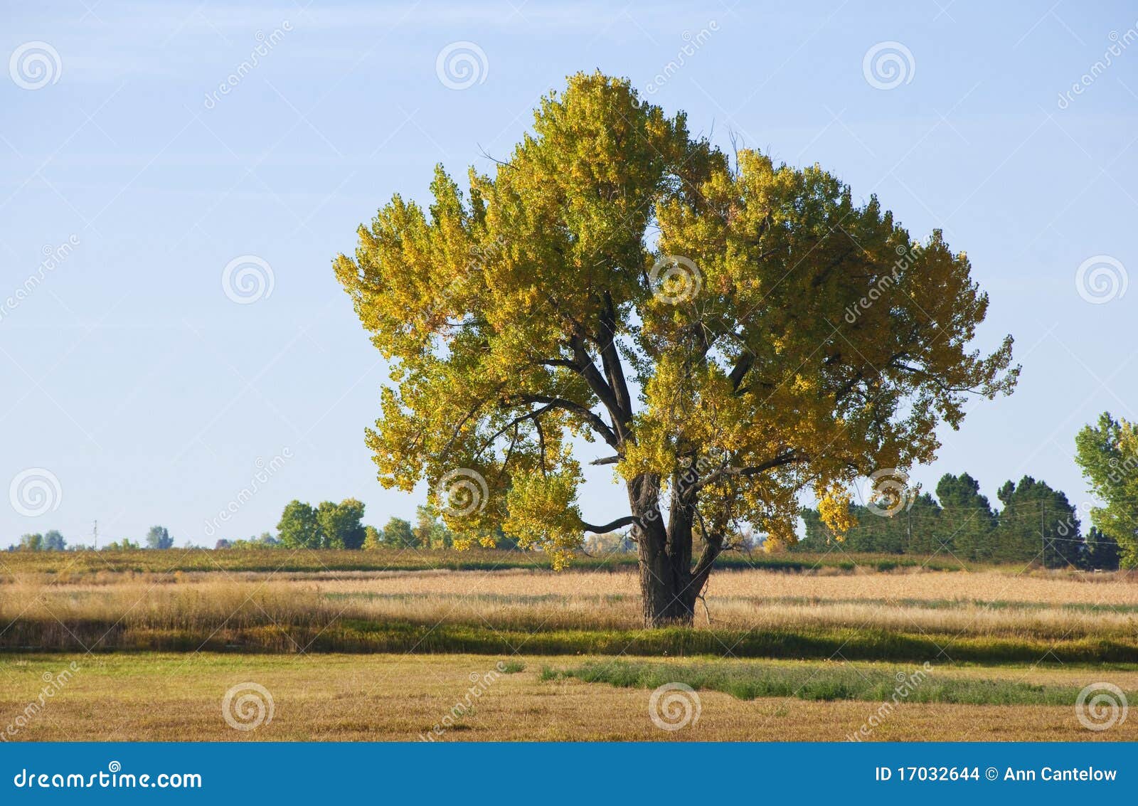 majestic autumn cottonwood