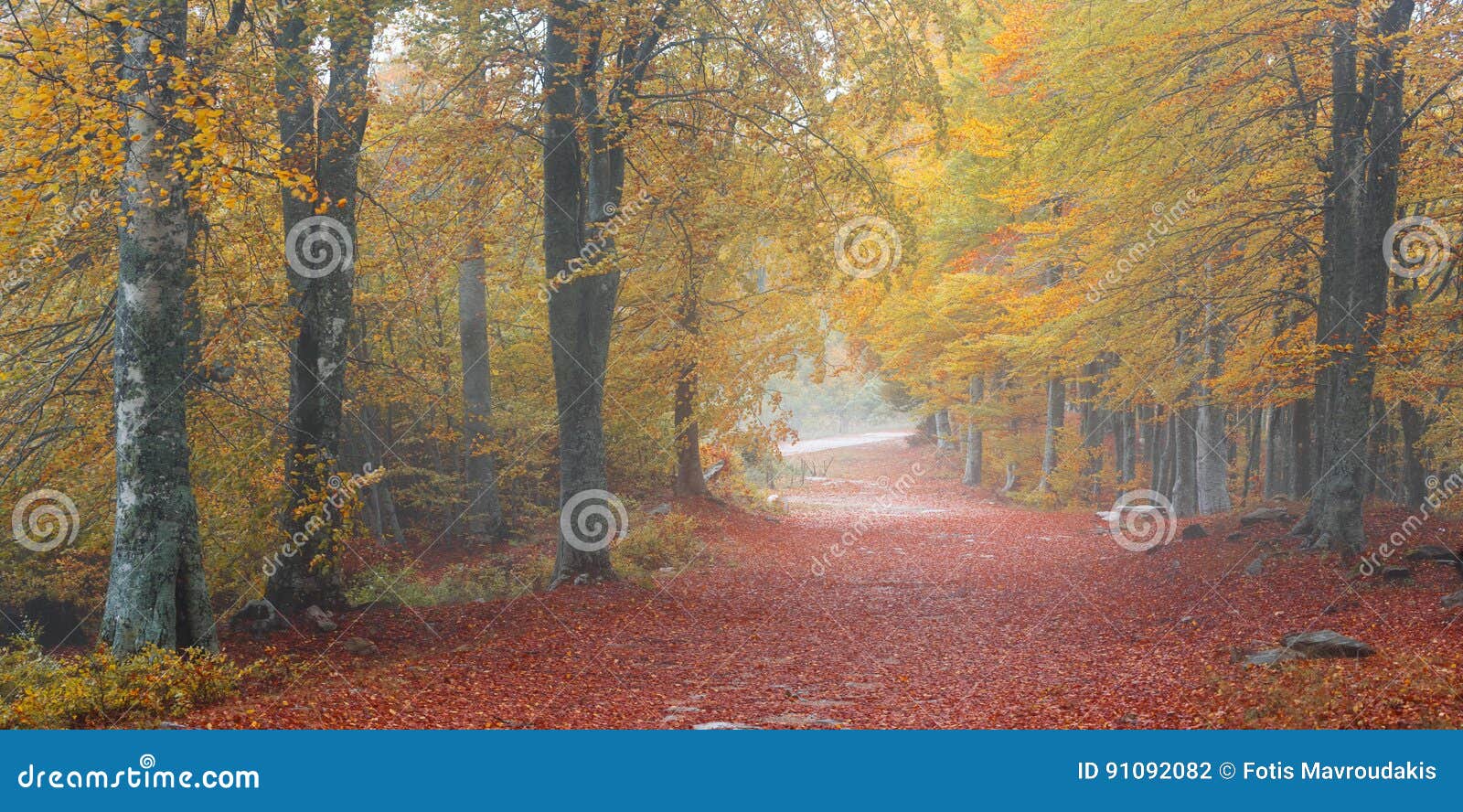 majestic autumn forest