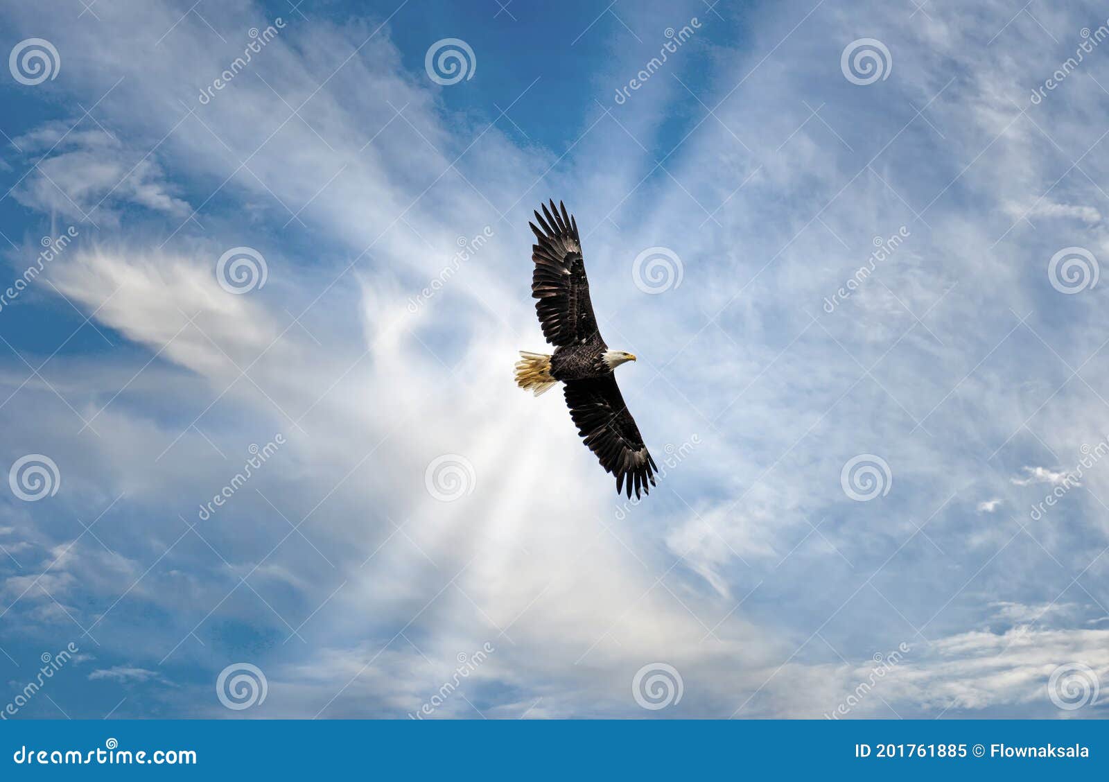 majestic bald eagle flying in the clouds with sunrays