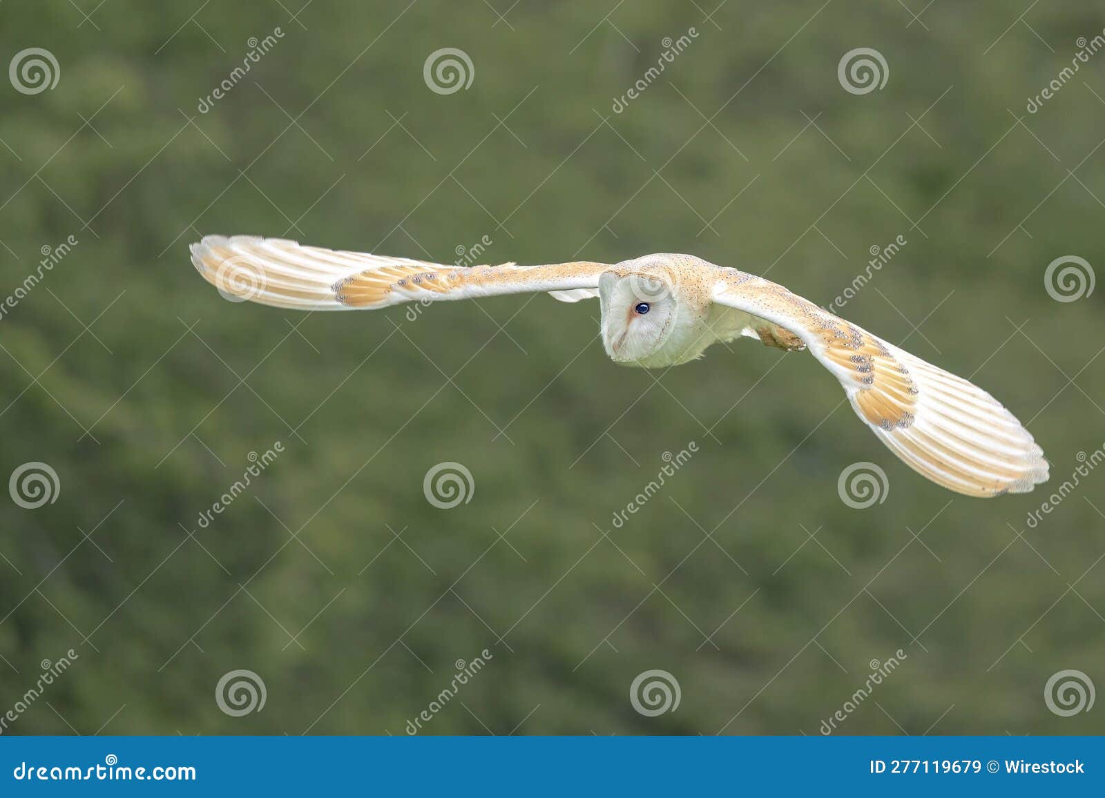 Majestic Barn Owl Soaring Against the Lush Greenery of Trees and Bushes ...