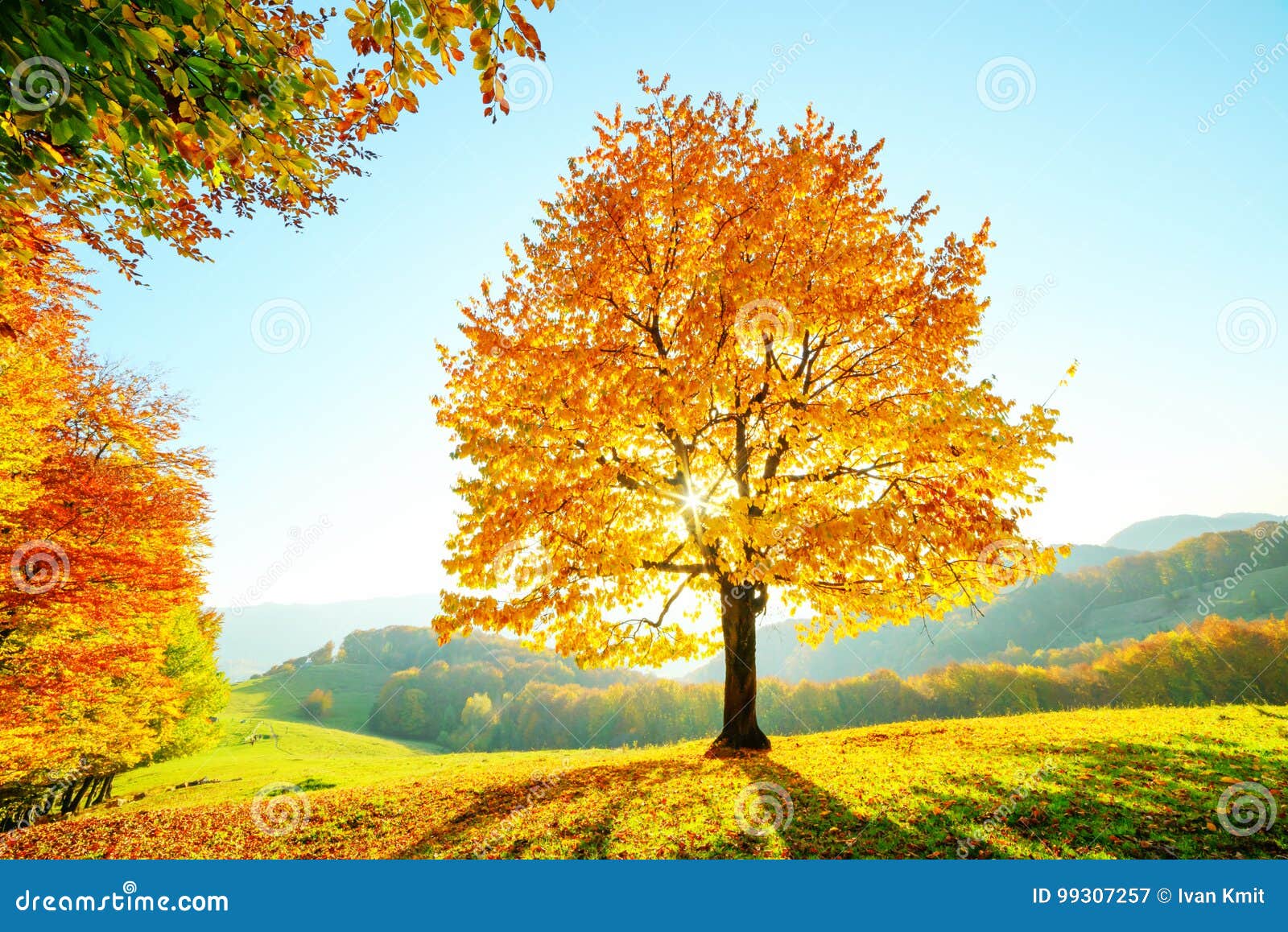 majestic beech tree with sunny beams