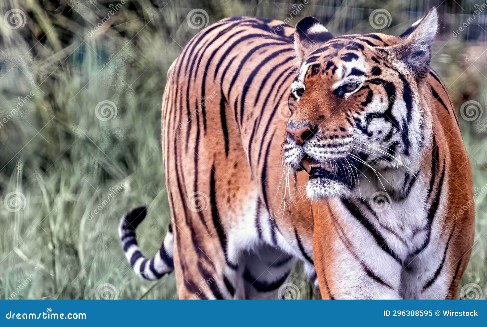 A Tiger Walking Along Tall Grass with Trees in the Background Stock ...