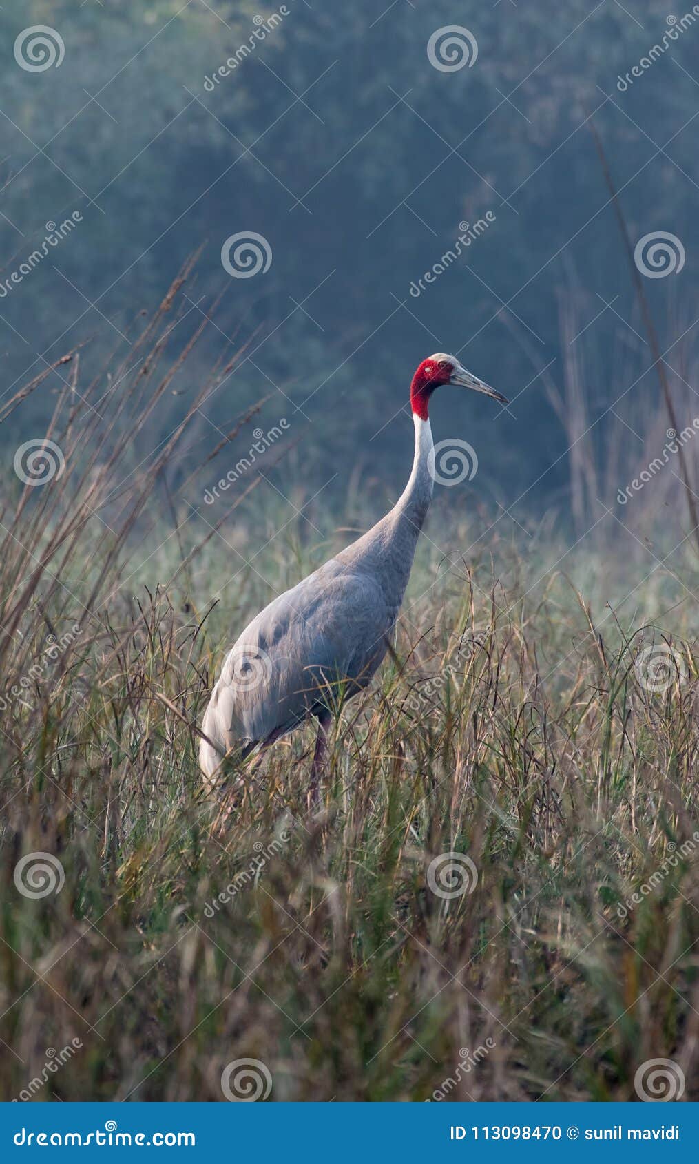 Tigres hi-res stock photography and images - Page 8 - Alamy