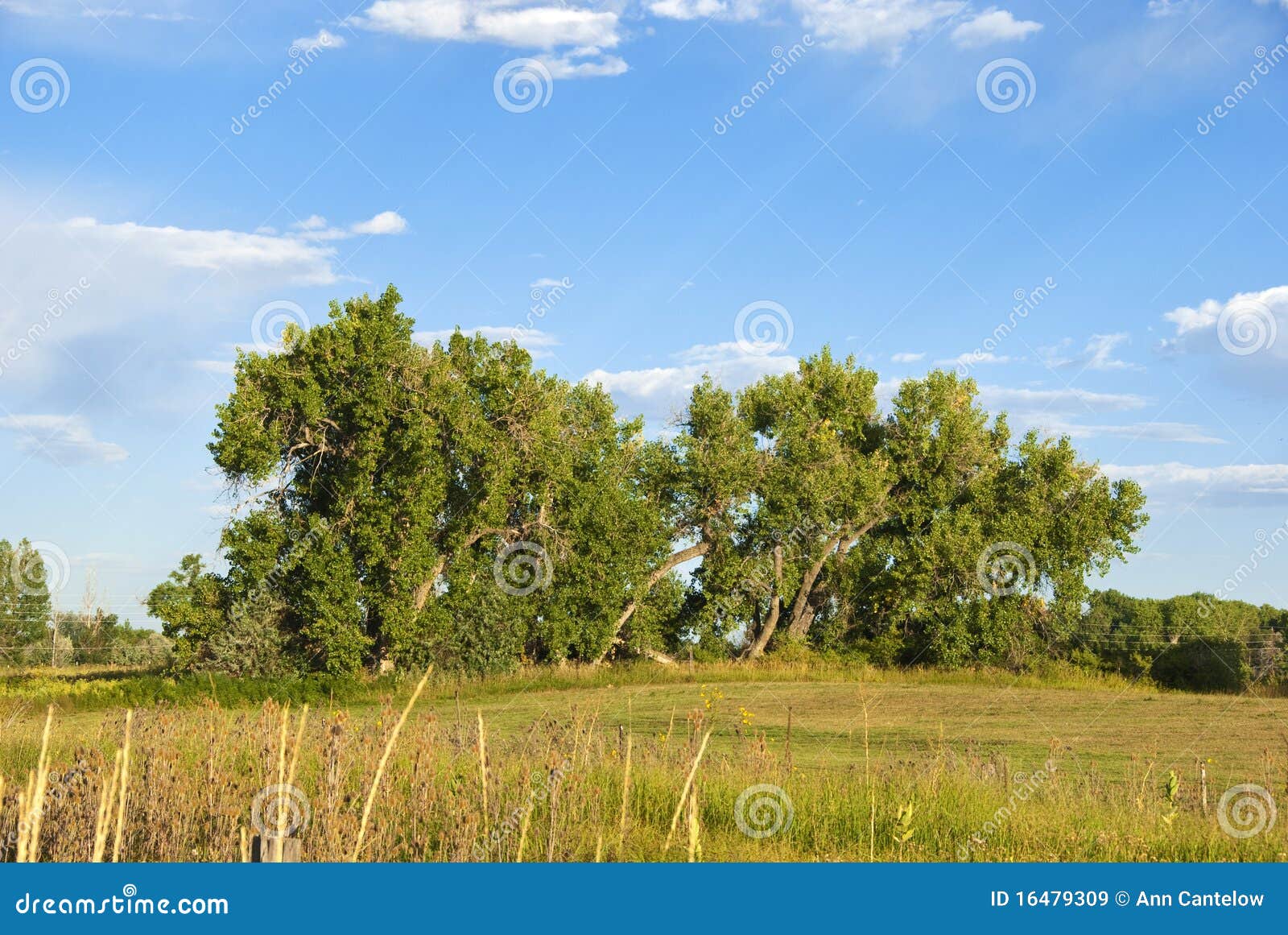 majestic cottonwood trees in late afternoon