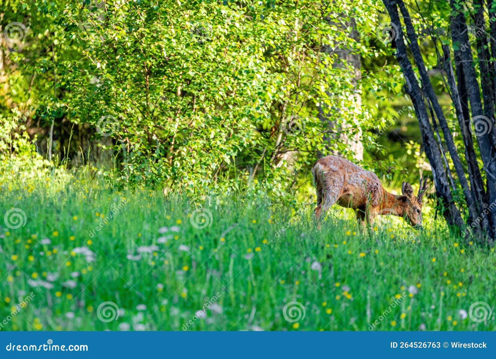 Majestic Deer Walking in an Evergreen Field in a Forest during Daytime