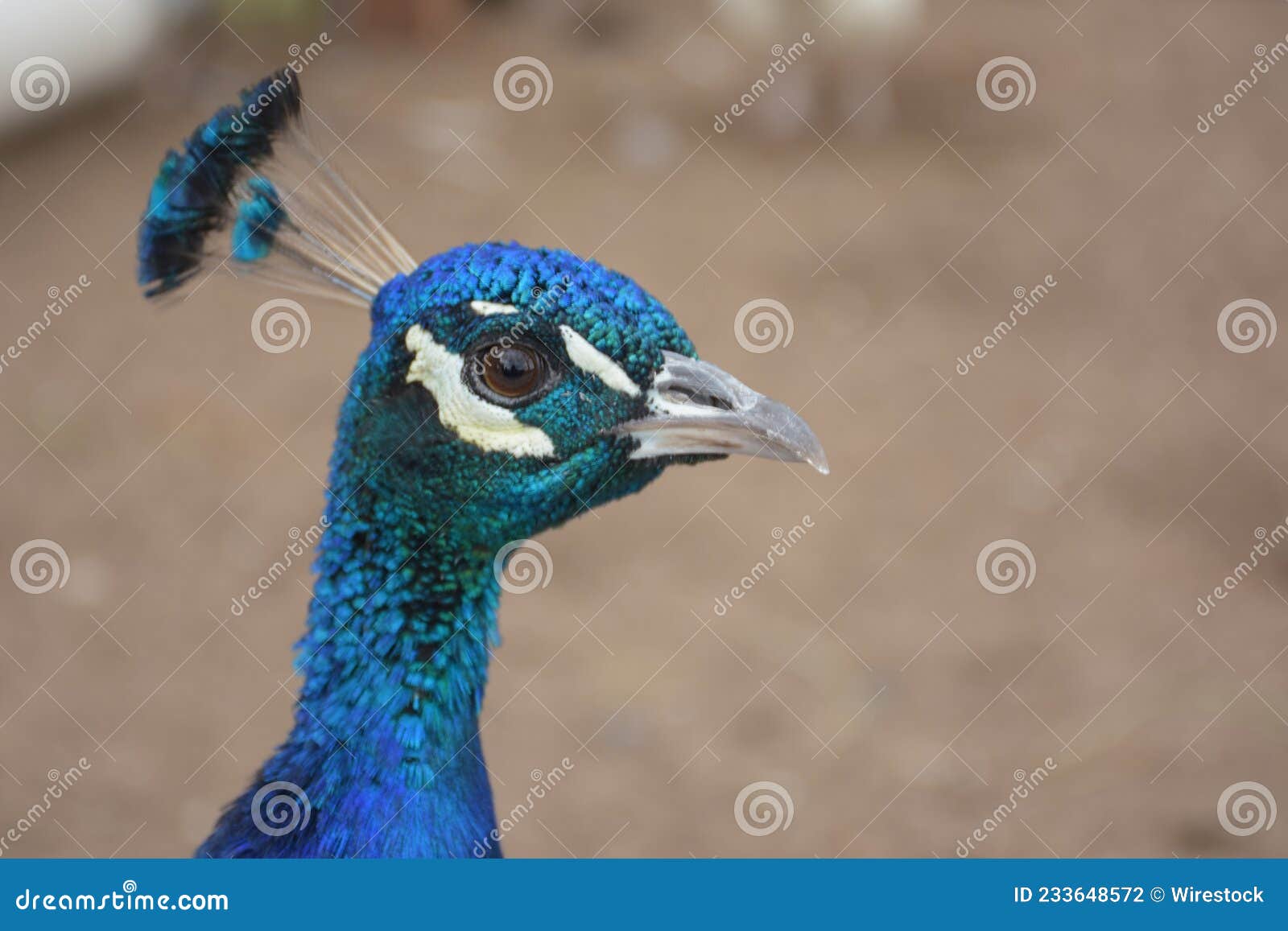 majestic and elegant blue peacock close up