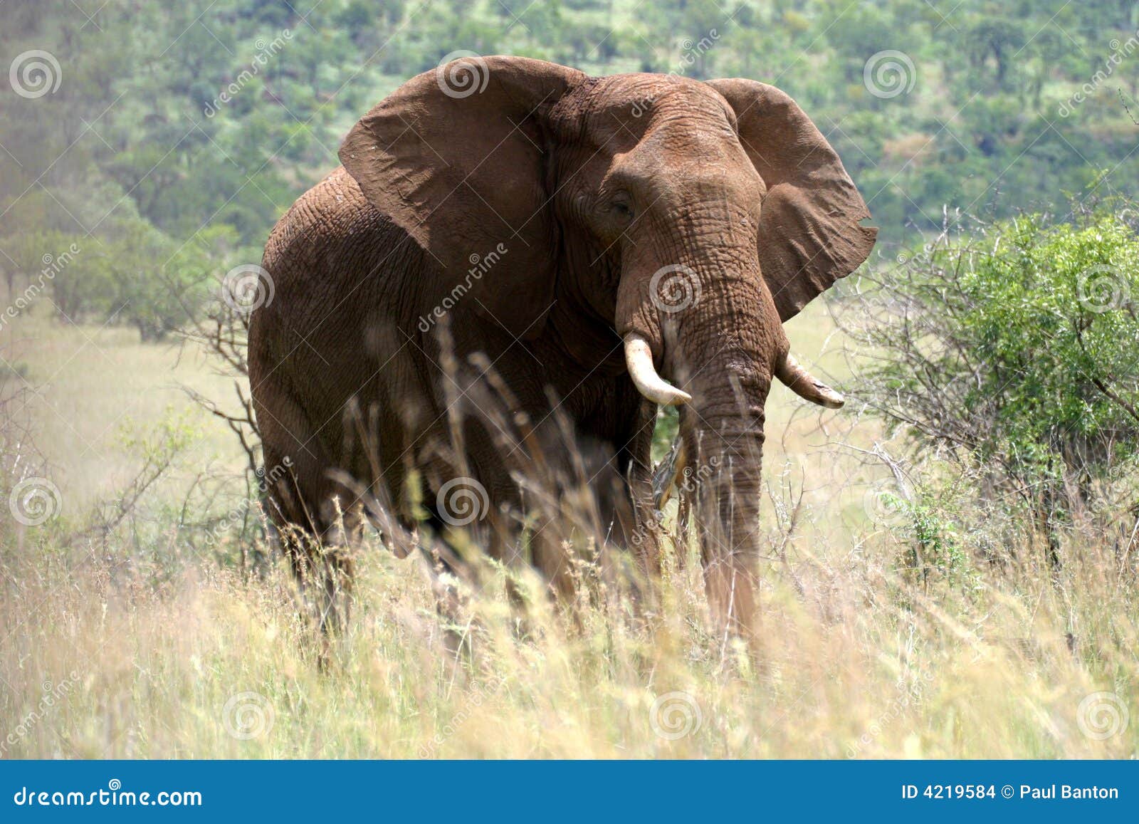 majestic elephant