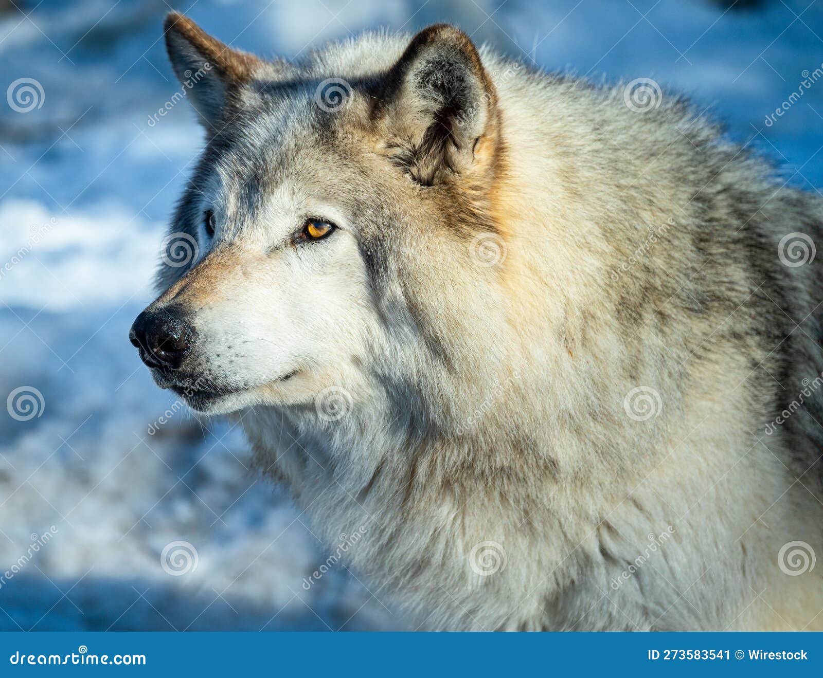 Majestic Gray Wolf Stands in a Snowy Field, Gazing Off into the ...