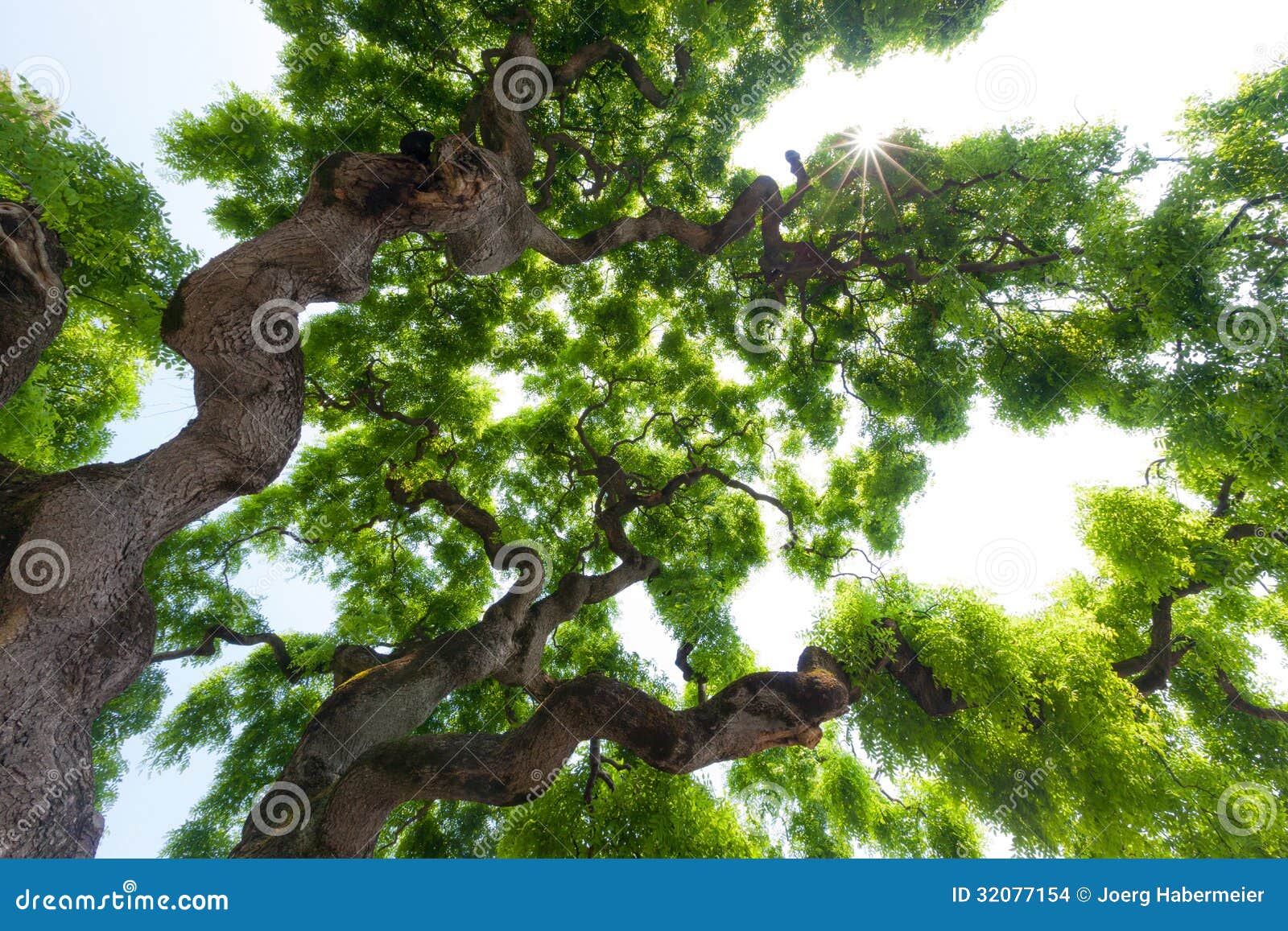 majestic, green crown of tall, large elm tree with gnarled, twisted branches