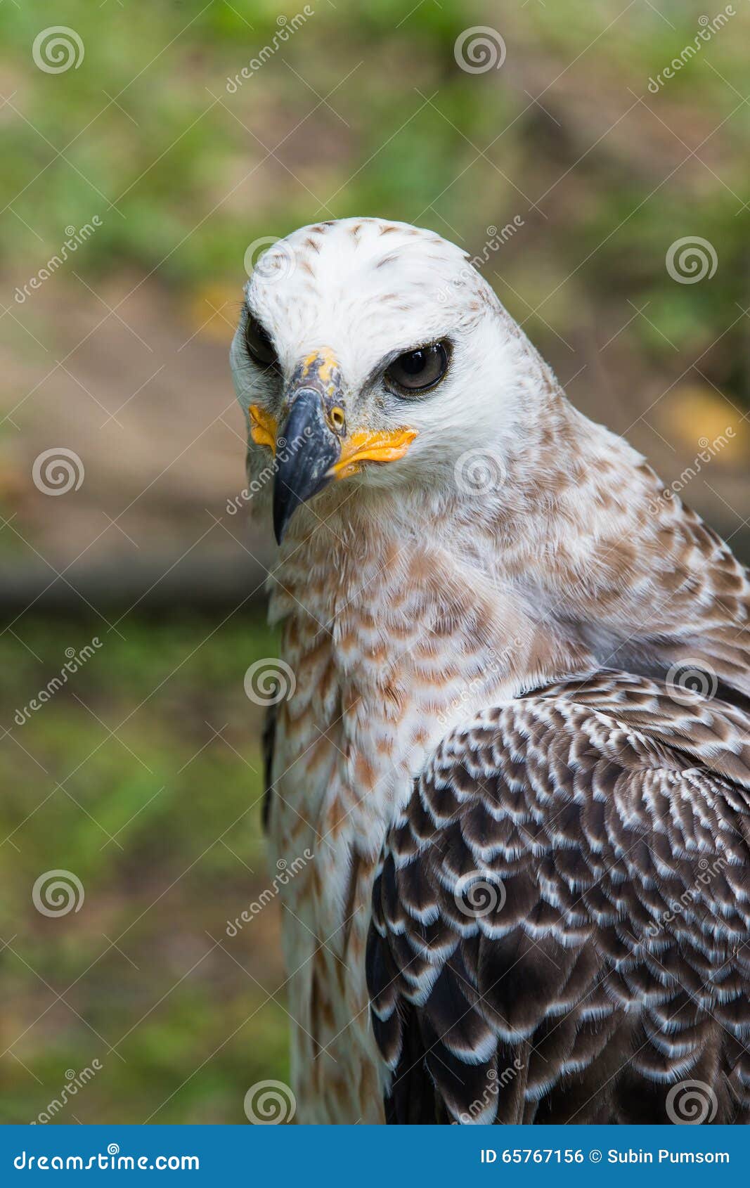 majestic harpy eagle