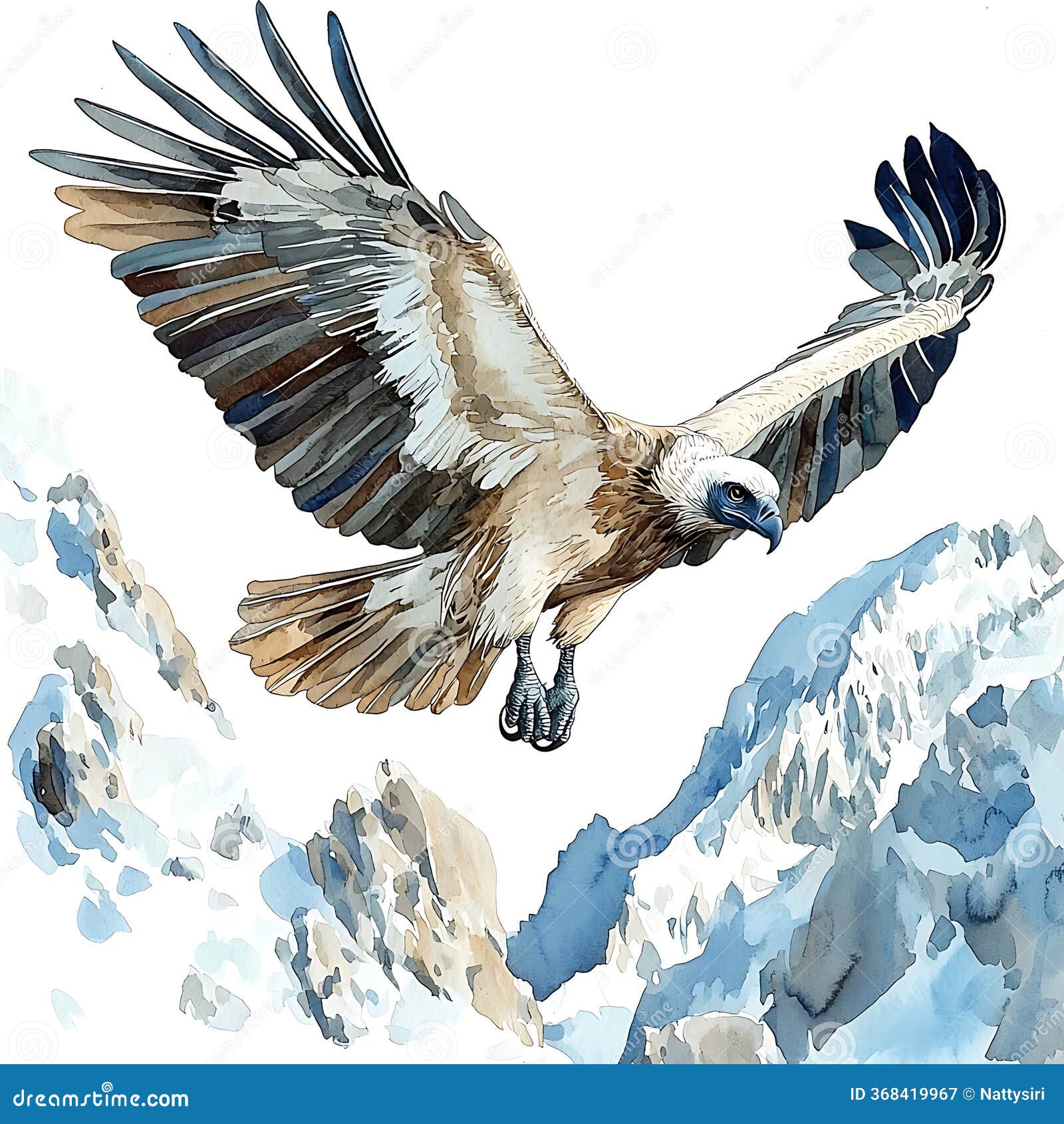 Himalayan Vulture Stock Illustrations – 27 Himalayan Vulture Himalayan Vulture Stock Illustrations – 27 Himalayan Vulture