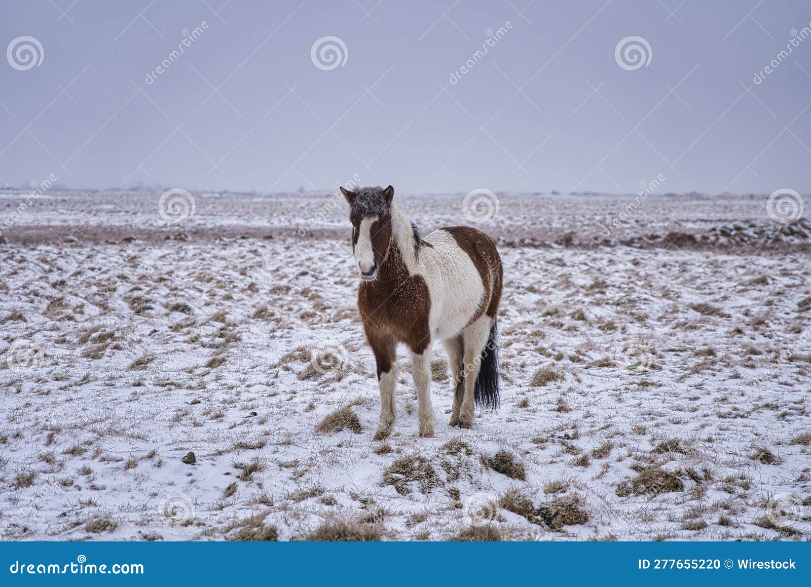 Majestic Horse in the Middle of a Wintry Field, Surrounded by Fresh