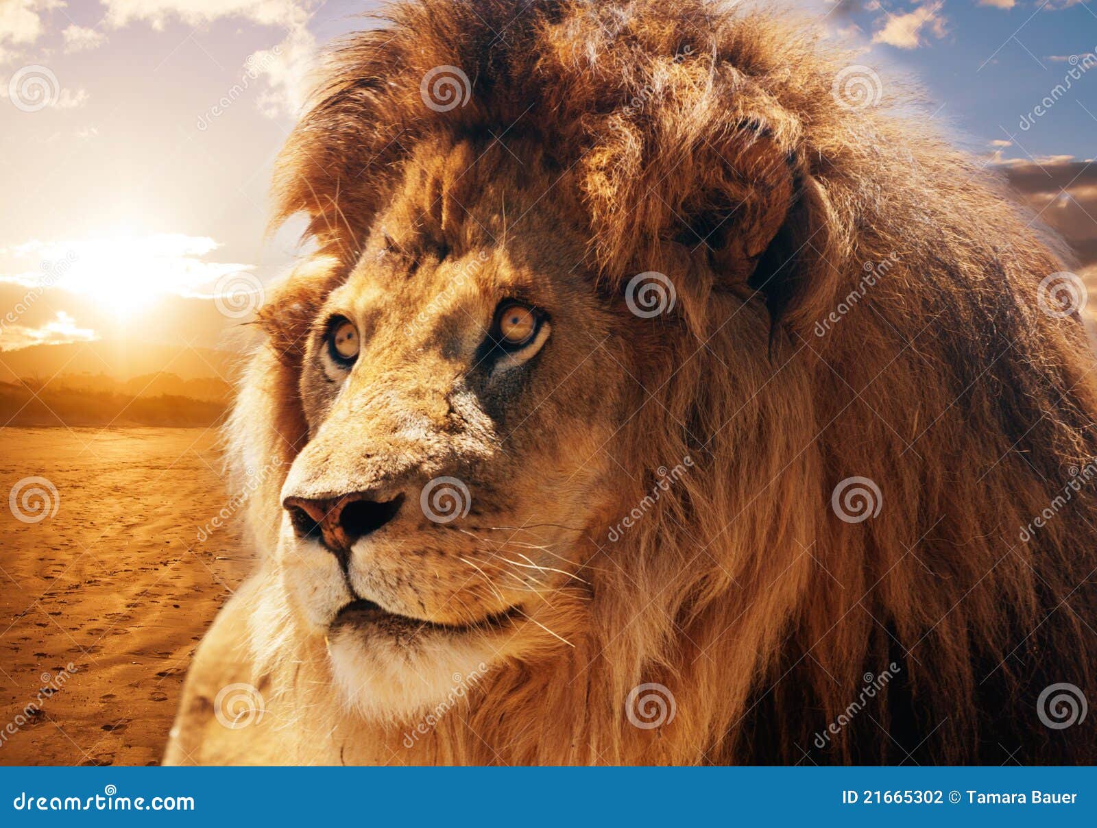 majestic lion