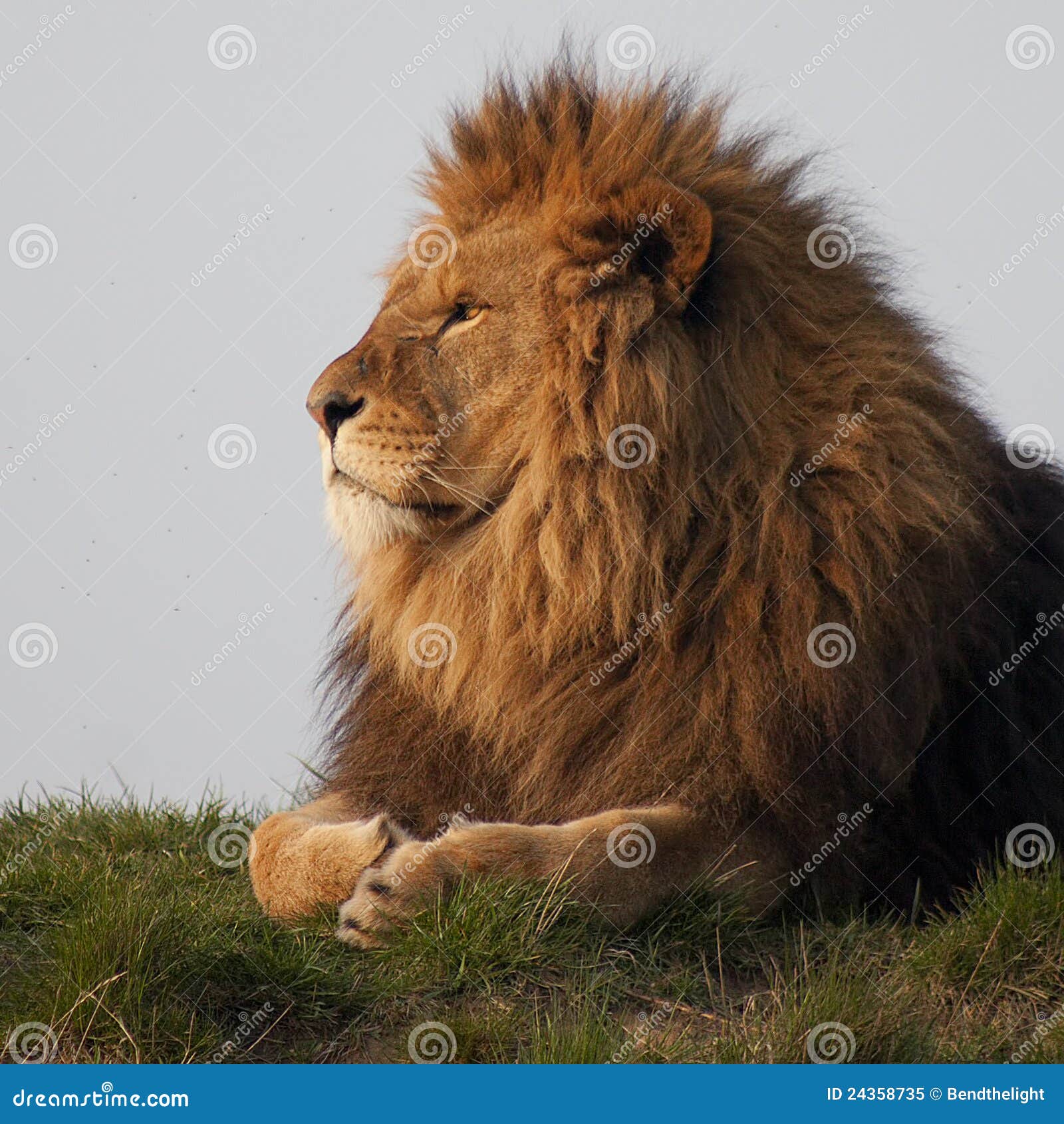 majestic lion