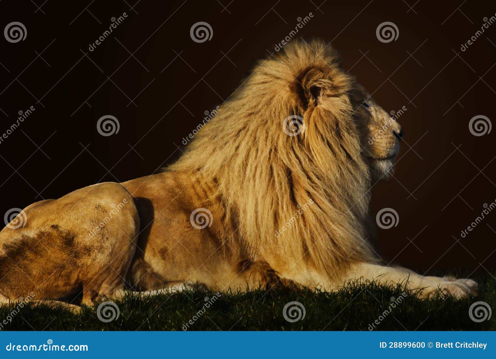 majestic lion