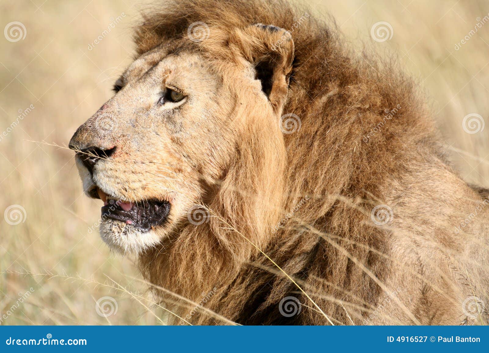 Majestic Lion Head in the Grass Stock Image Image of head, profile
