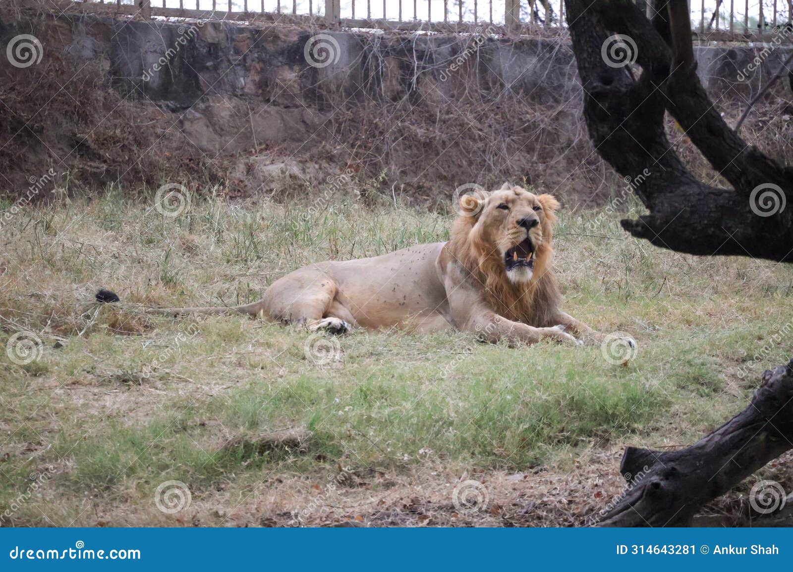 majestic lion relaxing in broad daylight at delhi zoological park india