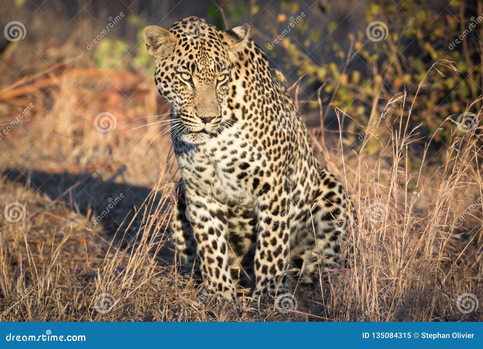 majestic looking leopard in sabi sands.