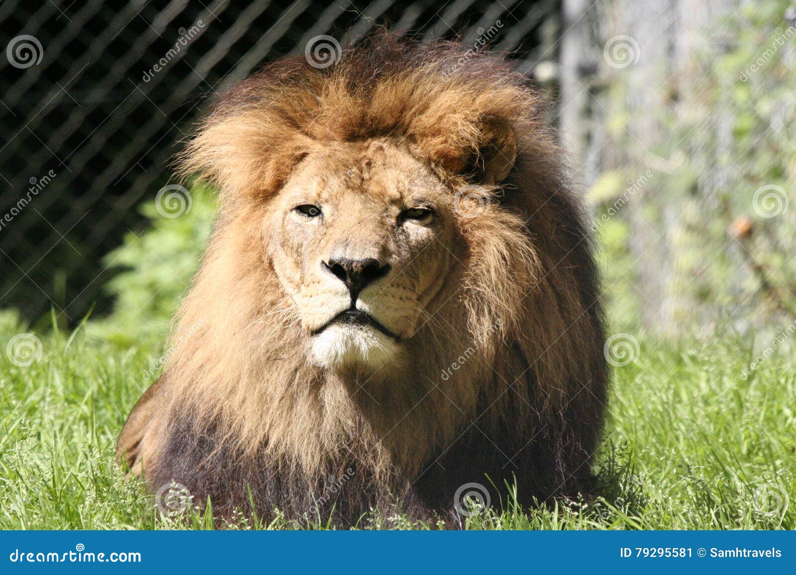 Majestic Male Lion Stock Image Image Of Kill Kenya 79295581