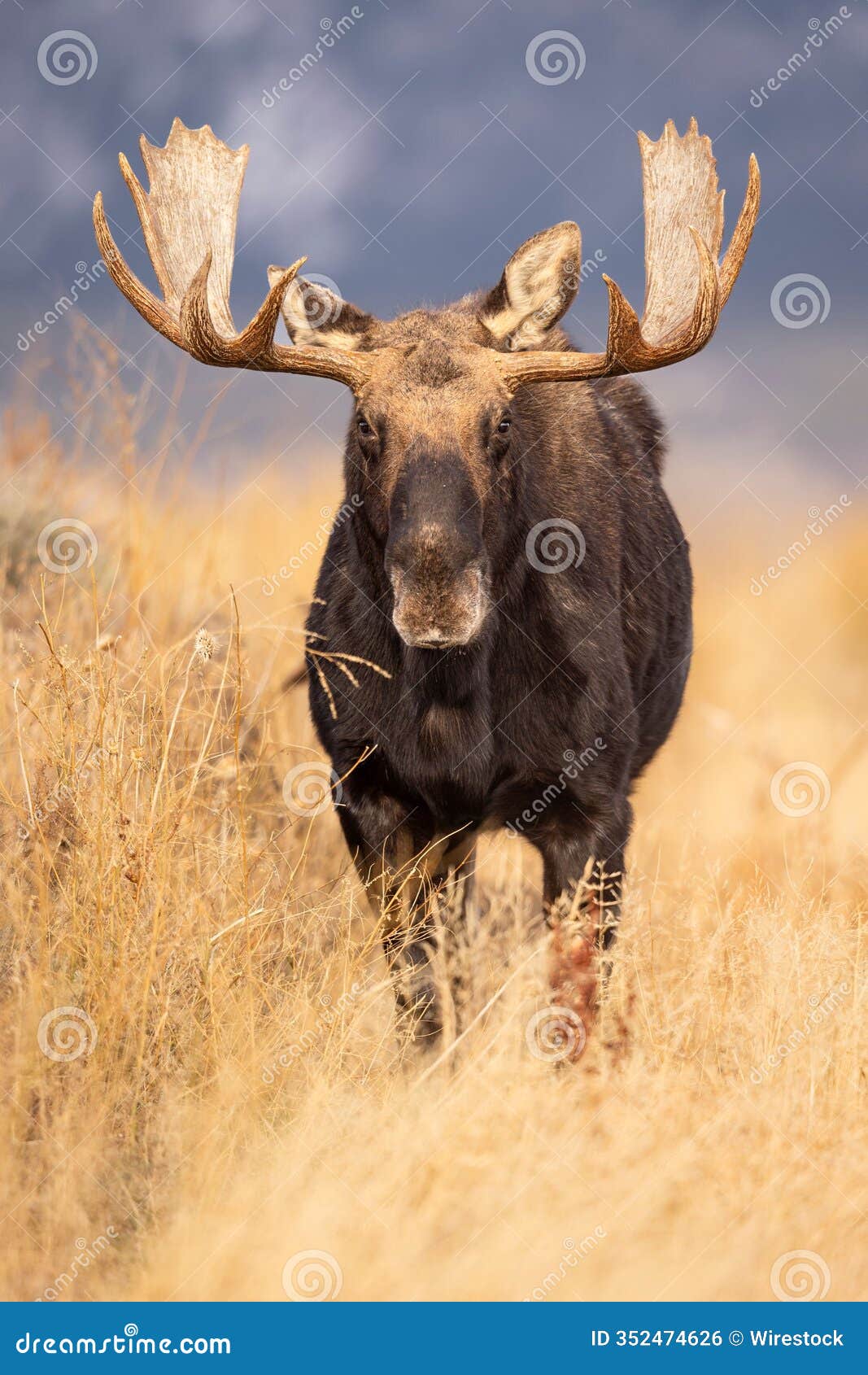 majestic moose in a golden field