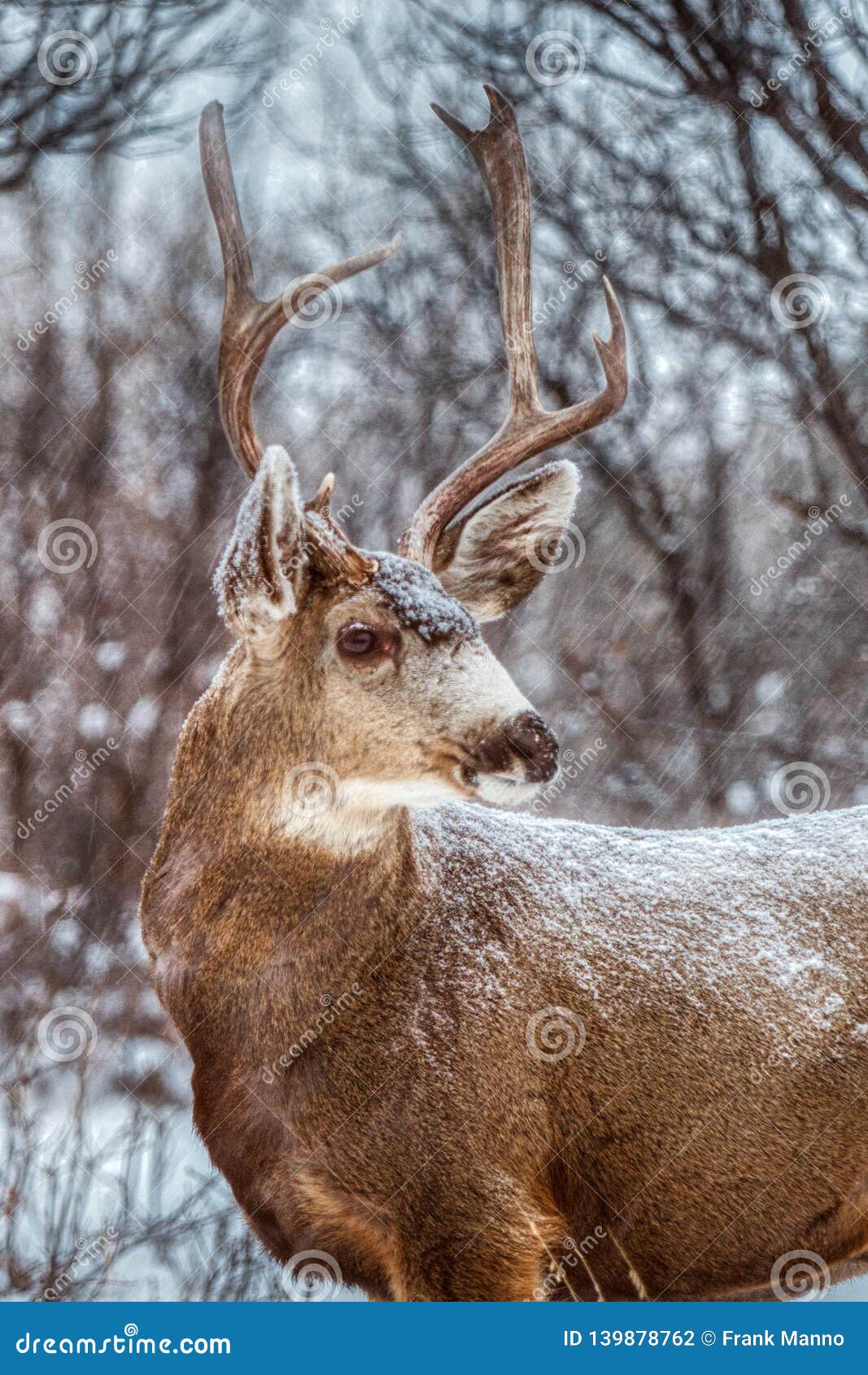 Majestic Mule Buck Deer with Huge Antlers As the Snow Falls in a ...