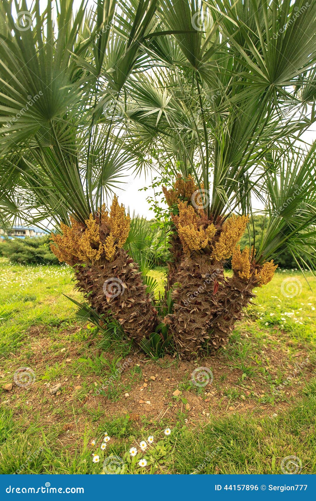 Majestic palm tree stock photo. Image of large, leaves 44157896