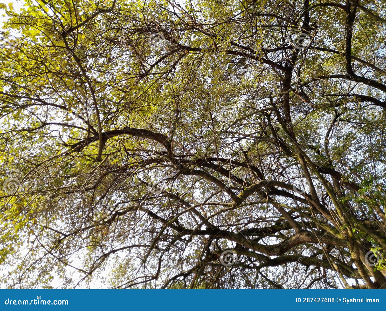majestic perspective: capturing a tree from below